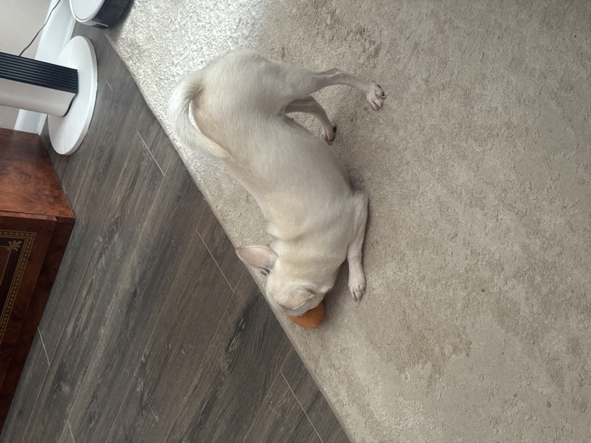 A light-colored chihuahua is on a beige carpet, playing with an orange ball. The dog is in a play bow position, with its hindquarters raised and front paws on the ground. The tail is curved upwards. The dog's head is lowered, and it appears to be nudging the ball with its nose. The background shows a dark wood floor transitioning to the carpet. A dark brown wooden cabinet with ornate trim is visible on the upper left. A white base with black stripes, possibly a fan, is in the upper right corner, along with a round white object that may be a robotic vacuum cleaner. The scene appears to be an indoor residential setting. There is no indication of the city of Novosibirsk, Russia.