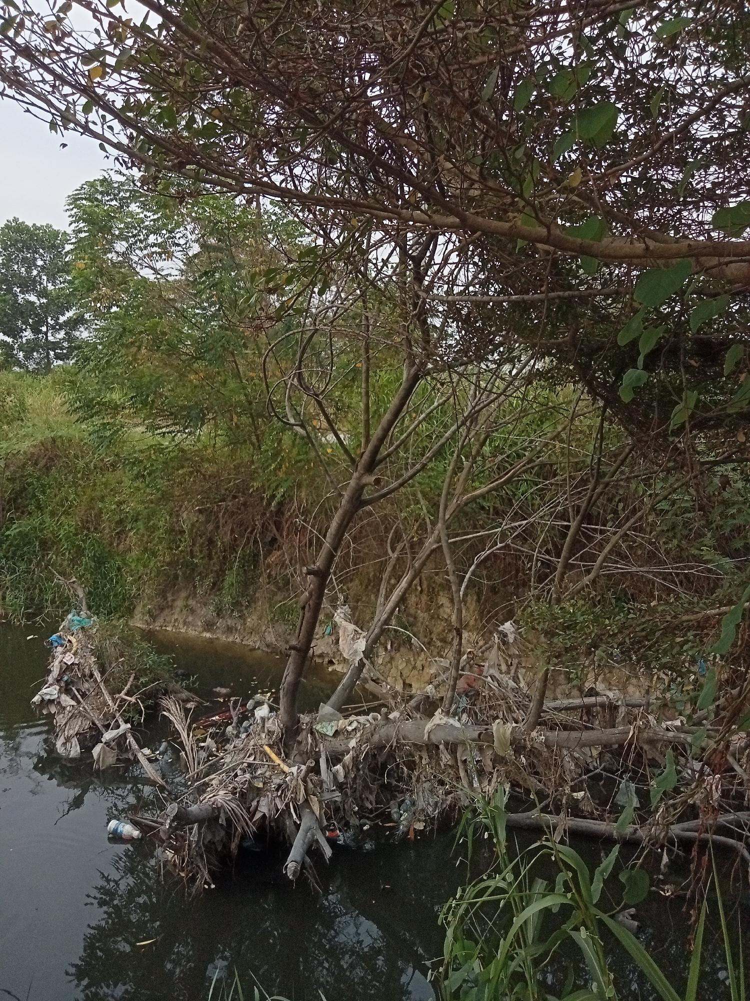 The image depicts a polluted riverbank in Kualu, Indonesia. A dense thicket of trees and vegetation lines the river, with a muddy bank visible in the background. The foreground shows the dark, murky water of the river, cluttered with a significant amount of debris. This debris includes branches, leaves, plastic bottles, plastic bags, and other assorted refuse, forming a haphazard accumulation along the water's edge and partially submerged. The overall scene conveys a sense of environmental neglect and pollution.