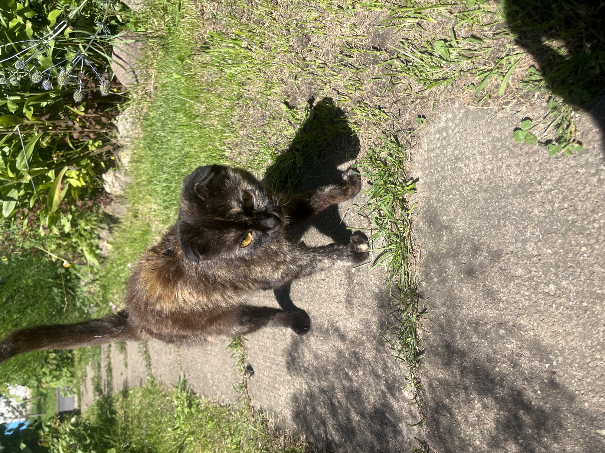 A tortoiseshell cat with folded ears stands on a concrete pathway in a grassy area. The cat is facing the camera with its head tilted. Sunlight casts shadows on the pathway and the cat. In the background, there are green plants and some stones. The scene appears to be in a residential area.