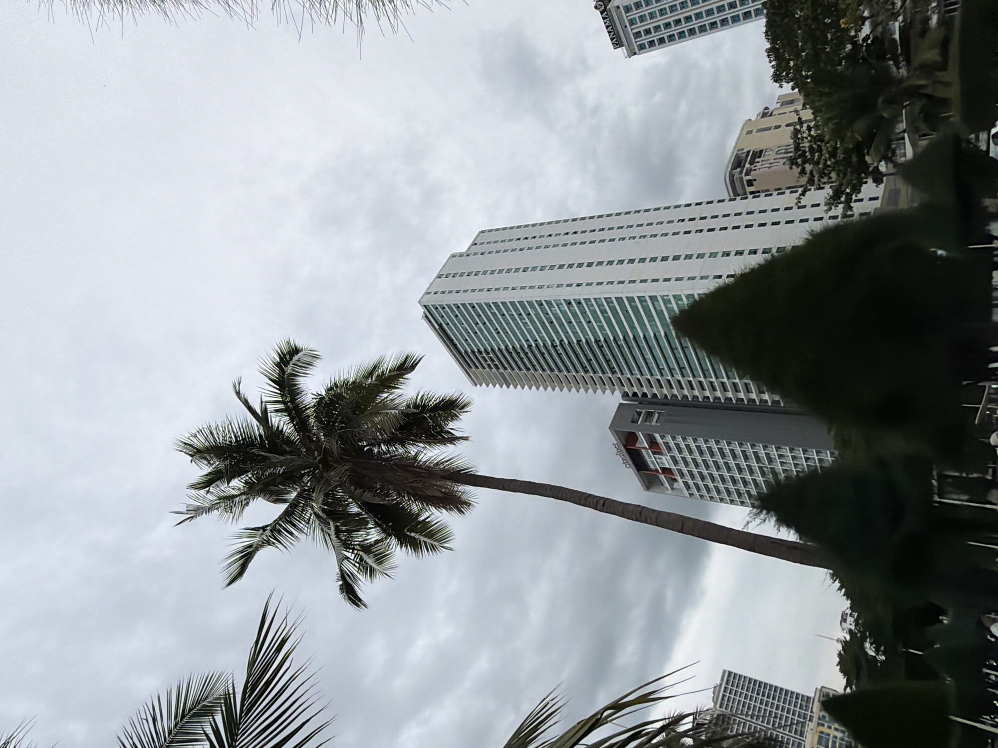 The image depicts a view of a city street in Nha Trang, Vietnam, under a cloudy sky. In the foreground, several dark green, conical shaped bushes are visible, partially obscuring the view of the street and the buildings behind them. To the left, the fronds of a palm tree are seen against the sky. A tall, slender palm tree stands prominently in the middle of the frame, its trunk leaning slightly to the left. Behind the palm tree, a tall, modern white skyscraper with many windows dominates the scene. To the right of this skyscraper, another, slightly shorter, grey building with red accents is visible, bearing the text "Citadines". Further to the right, another tall white building with blue-tinted windows is present. On the rooftop of a building in the far right of the image, the word "PANAMA" is visible in large letters. The overall impression is one of an urban coastal environment with significant modern high-rise development, characteristic of Nha Trang. The lighting suggests it is daytime, but the overcast conditions create a somewhat muted atmosphere.