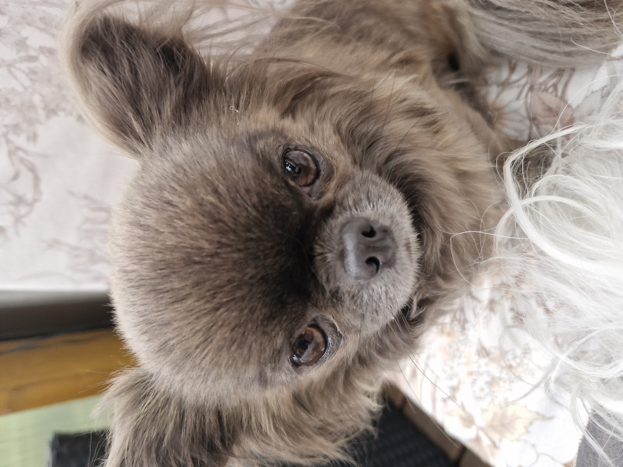 A close-up shot of a brown, furry dog with long hair lying on a floral-patterned surface. The dog is looking up at the camera with dark eyes. The exact location and city are unknown.