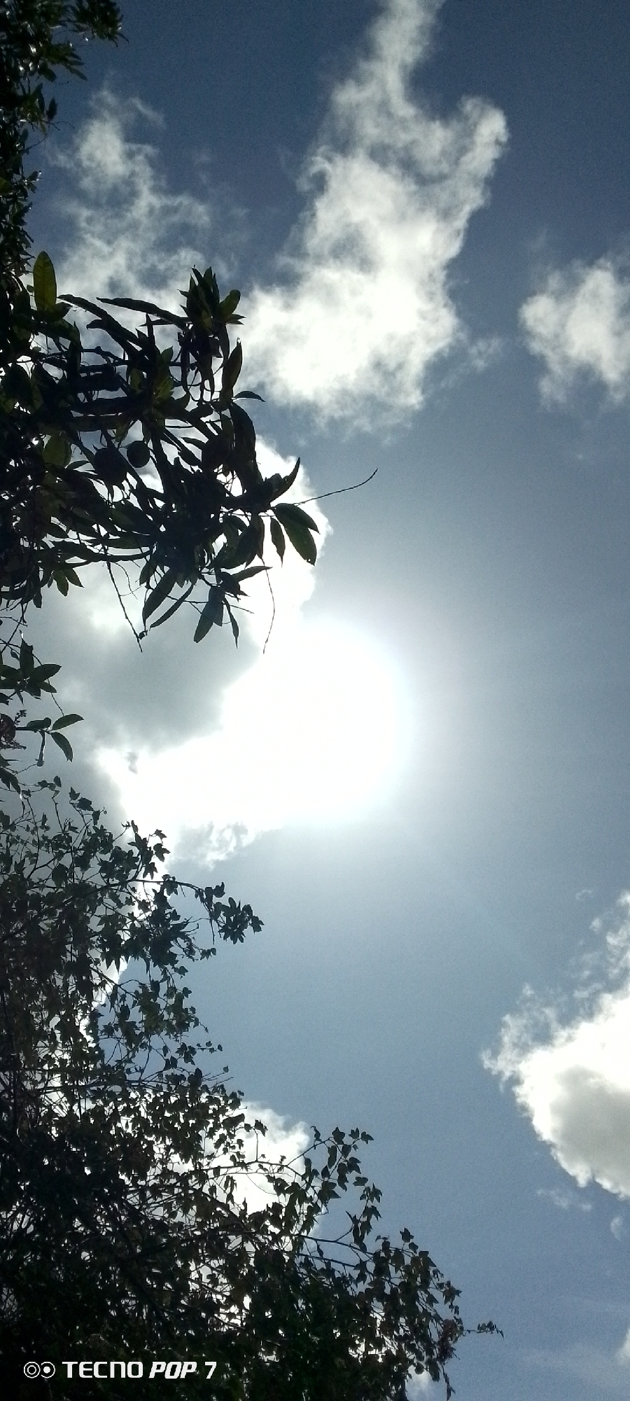 The image is a low-angle shot of the sky with the sun partially obscured by clouds and silhouetted tree branches. The sky is a gradient of light blue at the top to a brighter, hazy white towards the sun. White, fluffy clouds are scattered throughout the sky, some appearing thick and others more wispy. Dark green leaves and branches of a tree are visible in the foreground, primarily on the left and bottom portions of the frame, appearing silhouetted against the bright sky. The sun is a brilliant, overexposed disc in the upper right quadrant of the image, with rays of light fanning outwards and illuminating the surrounding clouds. The bottom of the image contains a watermark that reads "TECNO POP 7". This image was captured in Altagracia, Venezuela.