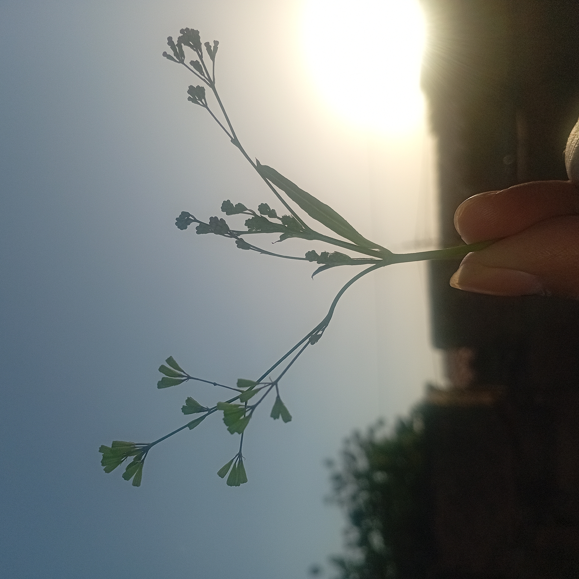 A close-up, vertical shot displays a hand holding a stem of a plant against a bright, blurred background. The plant has thin stems with small, leaf-like structures branching out. The background is dominated by a gradient from light blue to a bright, sunlit area, possibly the sky and sun, which creates a strong backlight. A portion of what appears to be a building or structure is visible on the right, partially silhouetted. The hand is holding the stem close to the blurred background, obscuring the lower portion of the shot with what might be a tree or vegetation. The photograph is taken outdoors in the city of Unknown, Unknown, with the light and focus primarily on the plant and the hand holding it.