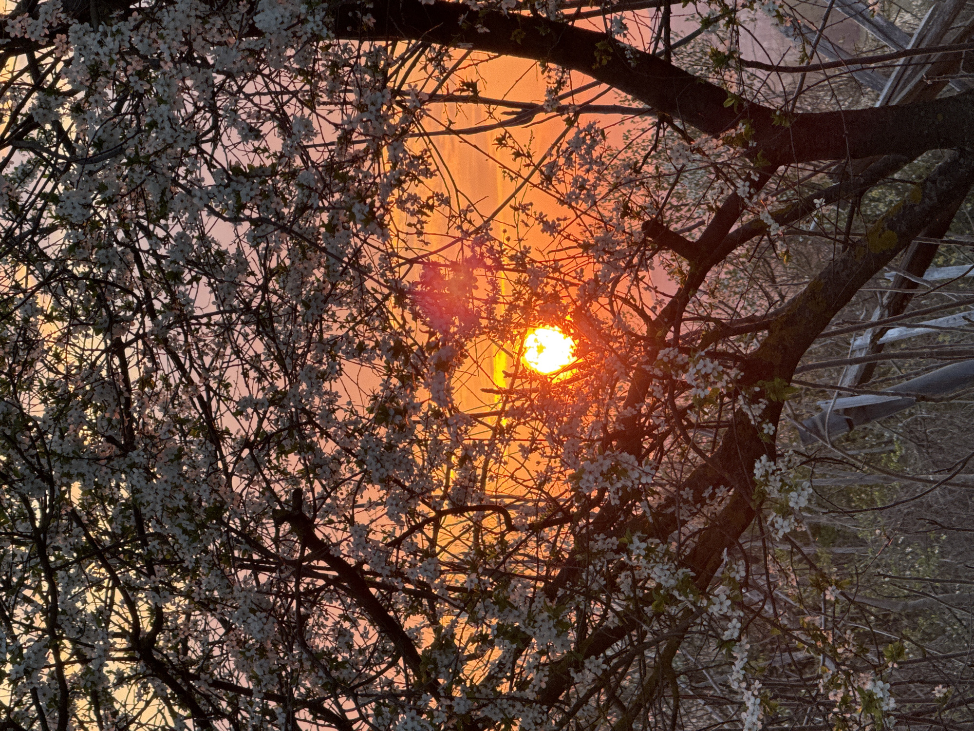 The image depicts a sunset as viewed through the branches of trees blooming with white flowers. The sky is a mix of orange and pink hues. The sun is a bright, circular orb partially obscured by the tree branches. There is no evidence to suggest a location in the city of Beltsov, Bulgaria. The scene is static with no observable actions or interactions. The environment is natural.