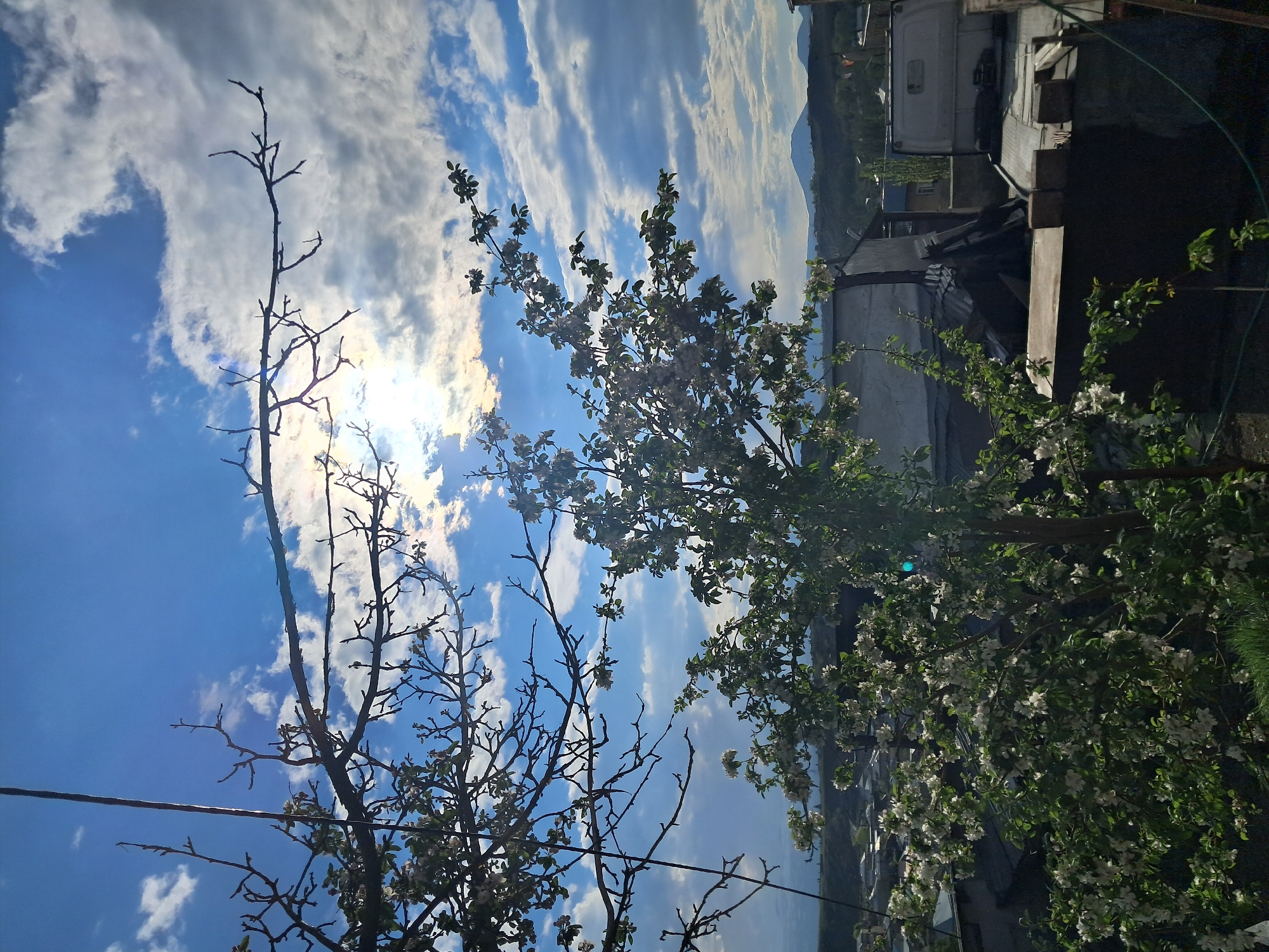 The image portrays a vibrant spring day in Artsvakar, Armenia, viewed from an elevated perspective looking out over a landscape. The upper portion of the frame is dominated by a clear, bright blue sky with scattered white, fluffy clouds. The sun, positioned in the upper left, shines intensely, creating a strong glare through a break in the clouds.
In the foreground, a prominent, bare deciduous tree with dark, intricate branches is silhouetted against the bright sky on the left. To its right and slightly behind, another tree is in full bloom, adorned with numerous small white blossoms and fresh green leaves, indicating springtime. More flowering bushes or trees with similar white blooms are visible towards the lower right, contributing to a lush, verdant atmosphere.
The background features distant, rolling mountains or hills that stretch along the horizon. Above these, towards the upper right of the frame, human structures are visible, including what appears to be a white utility van or truck parked beside buildings. The scene conveys a sense of natural beauty and renewal in a rural or semi-rural setting under clear, sunny weather. No specific activity or visible text is present.