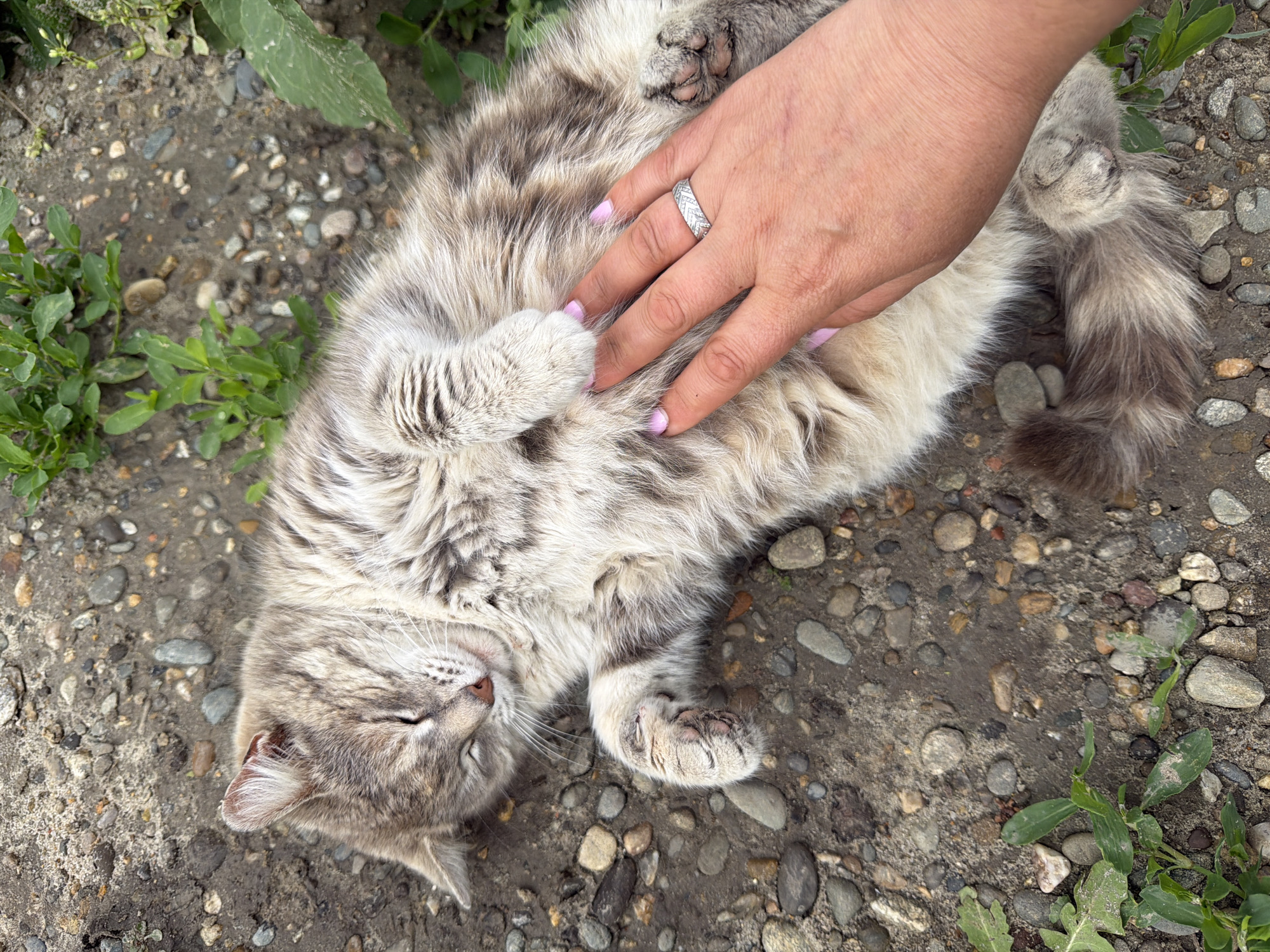 A grey and white long-haired cat lies on its back on dirt and small stones. A human hand with pale pink nail polish and a silver ring rests on the cat's belly. The cat's eyes are closed. Green plants grow on the periphery of the image. The location is Leningradskaya, Russia.