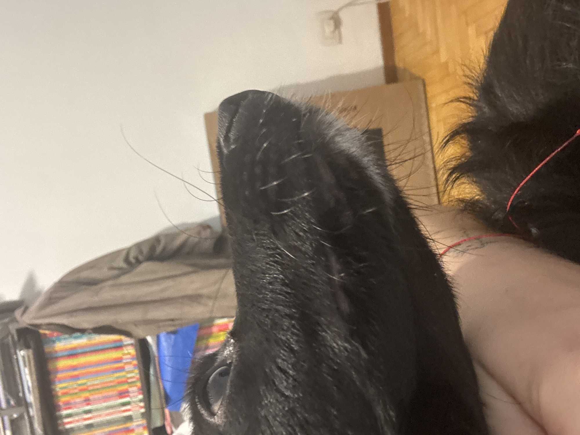 A close-up, high-angle photograph captures the head of a black dog, angled upwards and to the left of the frame. The dog's wet black snout and numerous long, prominent whiskers are a focal point, with one dark eye partially visible on the lower left. Its fur is dense and dark, displaying texture. On the right, a fair-skinned human arm or hand is visible, partially obscured by the dog's fur, suggesting an interaction like petting or holding. A thin red string or bracelet is discernible around the human's wrist.
The background reveals an indoor home environment. To the lower left, a vibrant, multi-colored collection of books or media is arranged on shelves. Above this, a piece of light brown fabric is draped over an unseen object. The upper right background features wooden flooring or furniture, and a white wall with a light switch or electrical outlet is visible in the upper center. A cardboard box is also present behind the dog's head.
The dog's posture suggests curiosity or alertness, as it looks upwards. The lighting within the room appears natural or well-lit, typical of daytime indoors. No discernible text is visible in the image. This scene is set in Buenos Aires, Argentina.