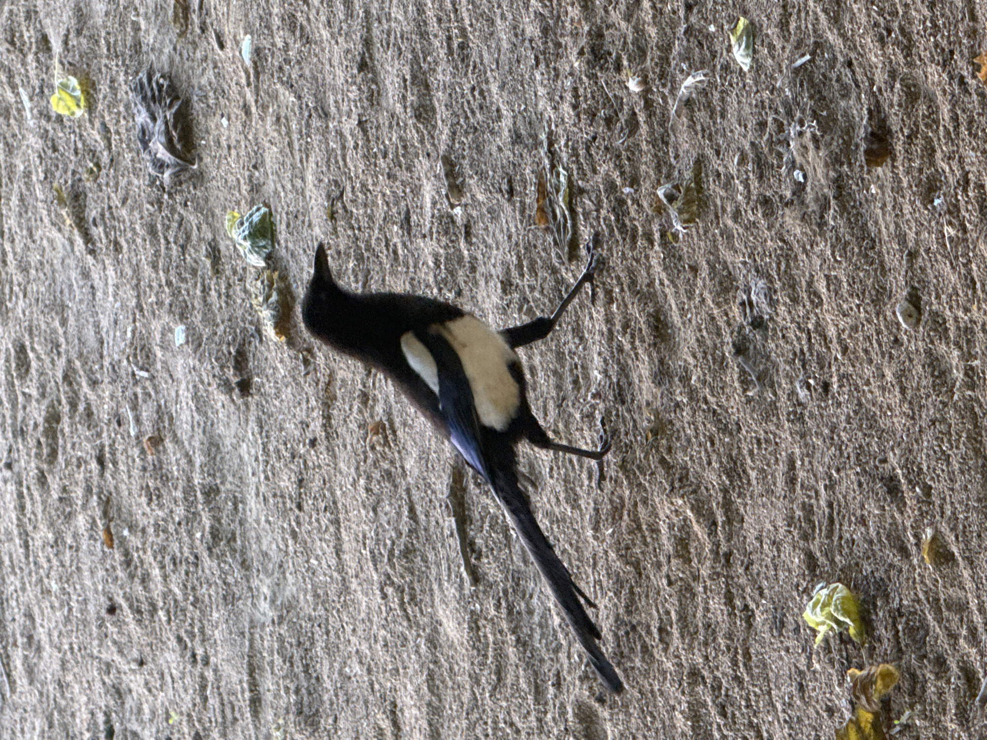 A bird with black, white, and blue feathers is lying on a surface that appears to be textured concrete or asphalt. The bird is positioned in the center of the image, viewed from above, and appears lifeless. There are scattered debris on the surface around the bird, including small pieces of vegetation or colored spots.