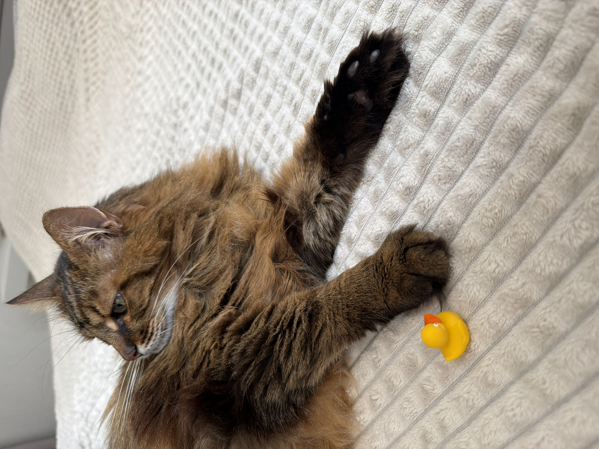 A brown tabby cat is lying on a cream-colored blanket. The cat is looking to the left, with its head slightly turned. There is a small yellow rubber duck next to the cat's front paw. The blanket appears to be on a bed. The scene takes place indoors in Kyiv, Ukraine.