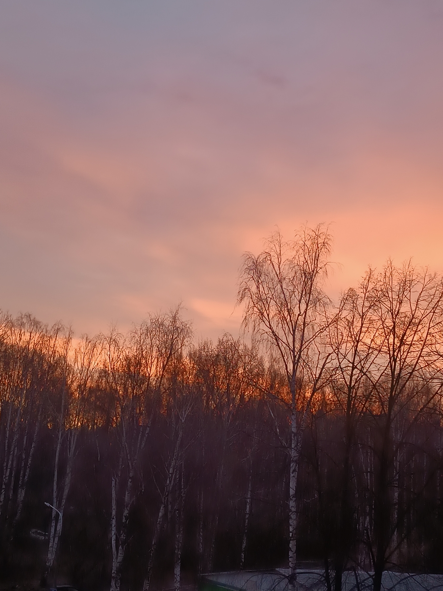 The image depicts a sunset view over a birch tree forest in Chaikovsky, Russia. The sky is a gradient of pink and orange hues, suggesting either sunrise or sunset. The trees are bare, indicating it is likely winter or early spring. Below the trees there appears to be a small building and light pole.