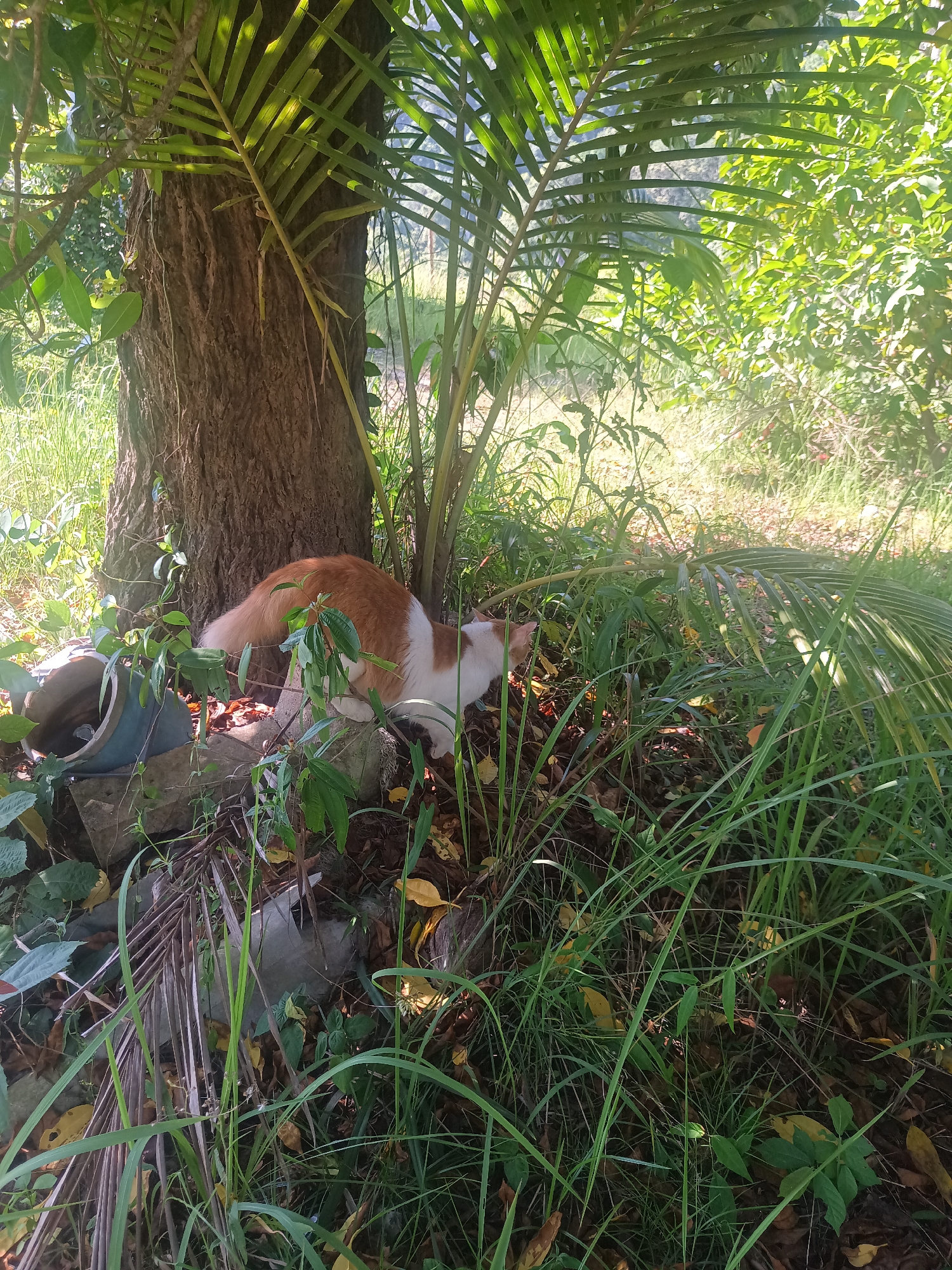 The image depicts a ginger and white cat exploring a lush, natural outdoor environment, likely a garden or a rural area in Baan Thong Nang, Thailand.
The primary subject is a medium-sized cat with a distinct orange-brown and white coat. Its back and tail are orange-brown, while its underside, paws, and parts of its face appear white. The cat is positioned on the right side of a large tree trunk, its body partially obscured by dense foliage. It appears to be sniffing or investigating something low to the ground, with its head turned towards the right and slightly down. Its tail is visible, curving upwards.
The scene is set in an area rich with vegetation. A prominent tree with a thick, textured brown trunk stands on the left side, casting some shadow. Surrounding the tree and filling the foreground and background are various plants, including tall green grasses, broad-leaved bushes, and distinctive green palm fronds that crisscross the frame. The ground is a mix of soil, fallen brown and yellow leaves, and scattered rocks or debris. A broken, light blue ceramic pot or container is visible near the base of the tree, partially hidden by plants.
The photograph was taken during the daytime, characterized by bright natural sunlight that creates strong highlights on the leaves and the cat's fur, suggesting a clear day, possibly morning or late afternoon due to the angle of the light. The overall mood is one of tranquility and natural exploration. There is no visible text in the image.