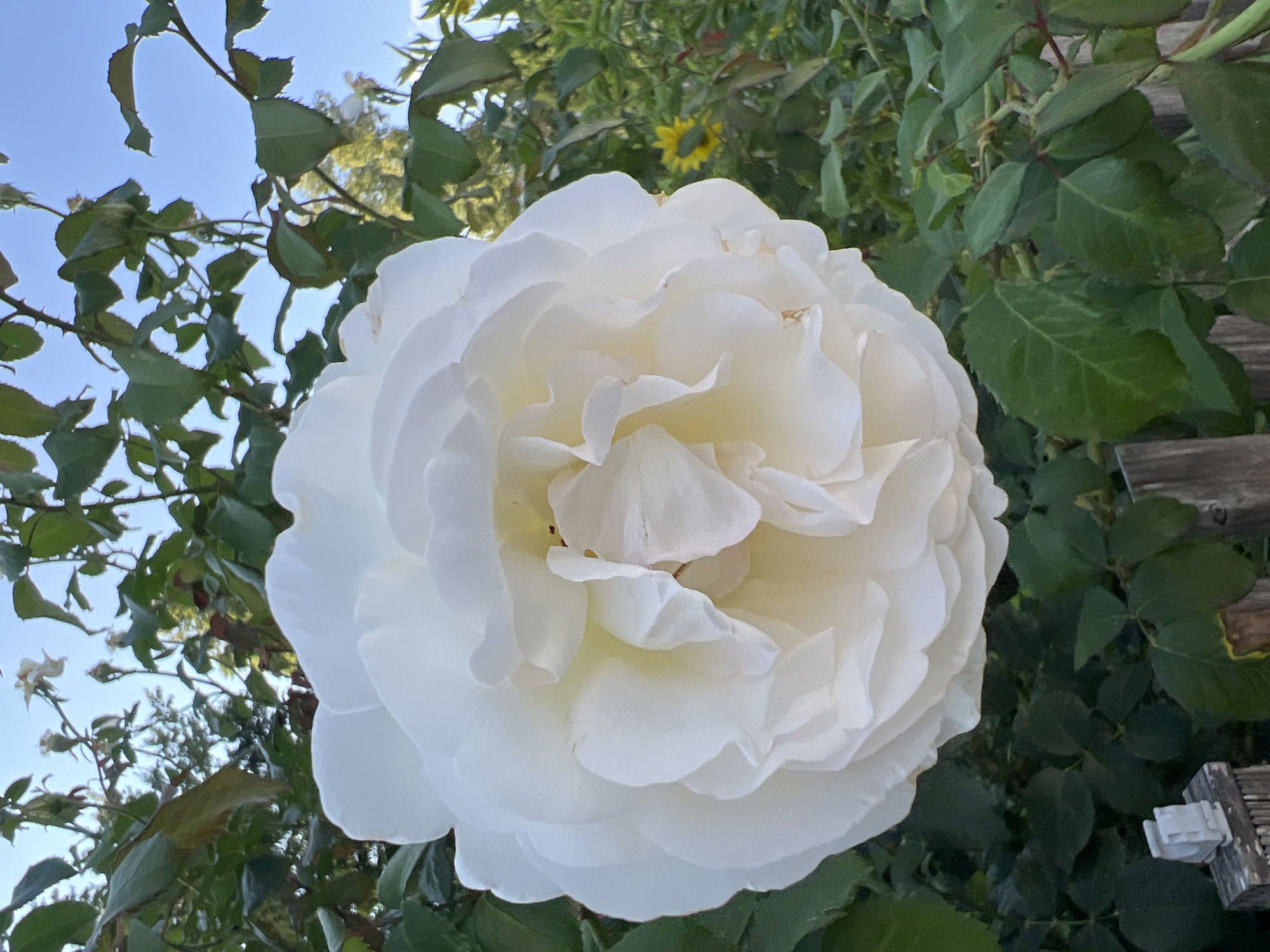A close-up, eye-level, outdoor, natural light photograph captures a fully bloomed white rose. The rose, positioned in the center-left of the frame, exhibits numerous delicate, layered petals, some tinged with a pale yellow hue towards the center. Its petals are soft and slightly ruffled. The background is a dense arrangement of green foliage, indicative of a garden setting. In the mid-ground, slightly out of focus to the right, a small yellow flower, possibly a sunflower, is visible. The sky is a clear, pale blue. The lower portion of the image shows weathered wooden fence posts and green leaves. The overall impression is one of natural beauty and tranquility. The image is not geographically specific to Moosburg, Germany.