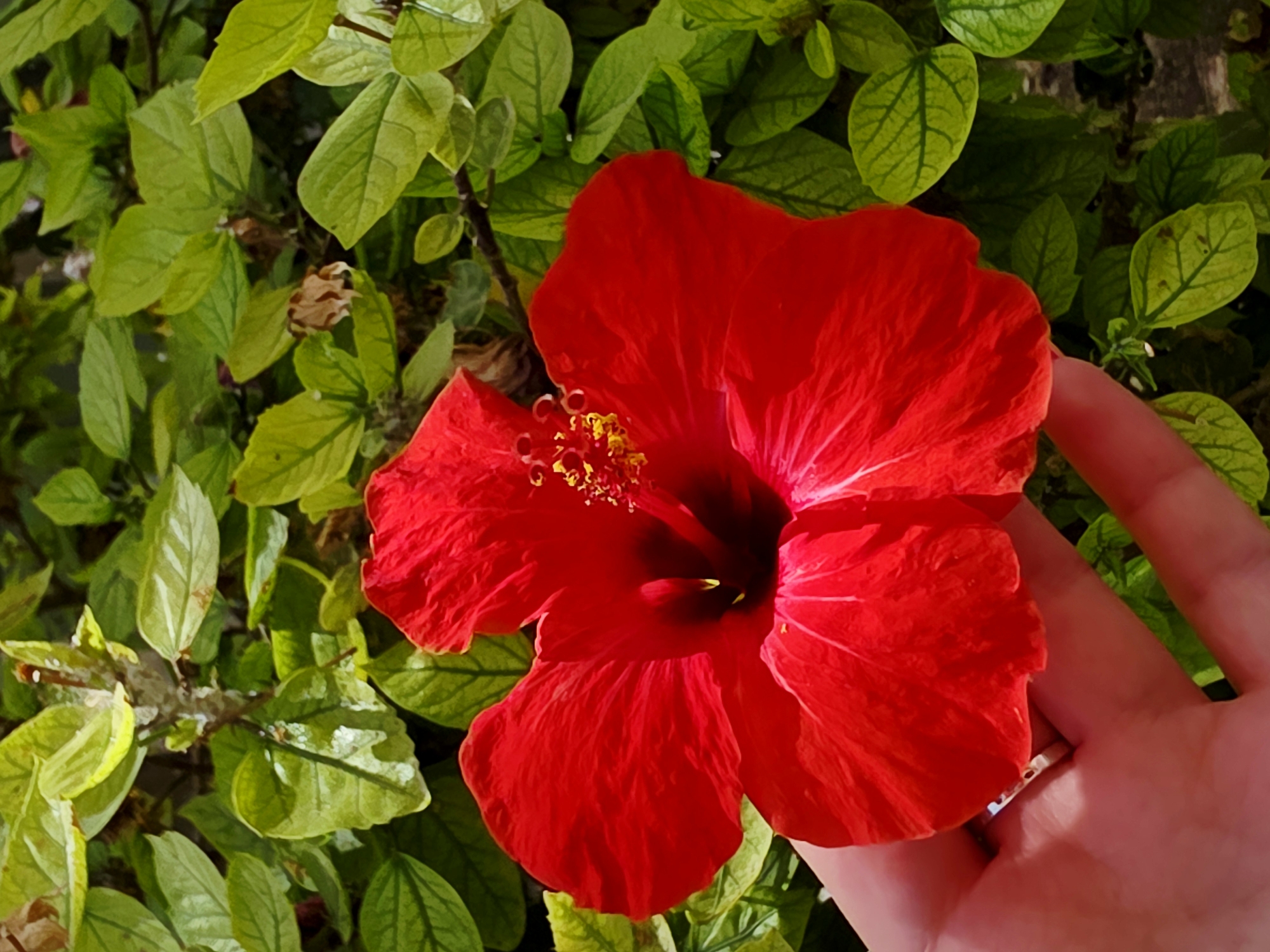A hand is holding a bright red hibiscus flower in front of a background of lush green foliage. The flower is in full bloom, with its petals wide open and the stamen and pistil clearly visible in the center. The hand, which appears to be human and pale-skinned, is cupping the base of the flower, obscuring part of the stem. The foliage behind the flower consists of numerous small, oval-shaped leaves, creating a dense and vibrant green backdrop. The image appears to be taken outdoors in a natural setting, likely a garden or park. There is no specific indication of the location within Heraklion Municipal Unit, Greece, beyond the general impression of a Mediterranean climate suggested by the flora. The lighting suggests it is daytime, possibly with bright sunlight filtering through.