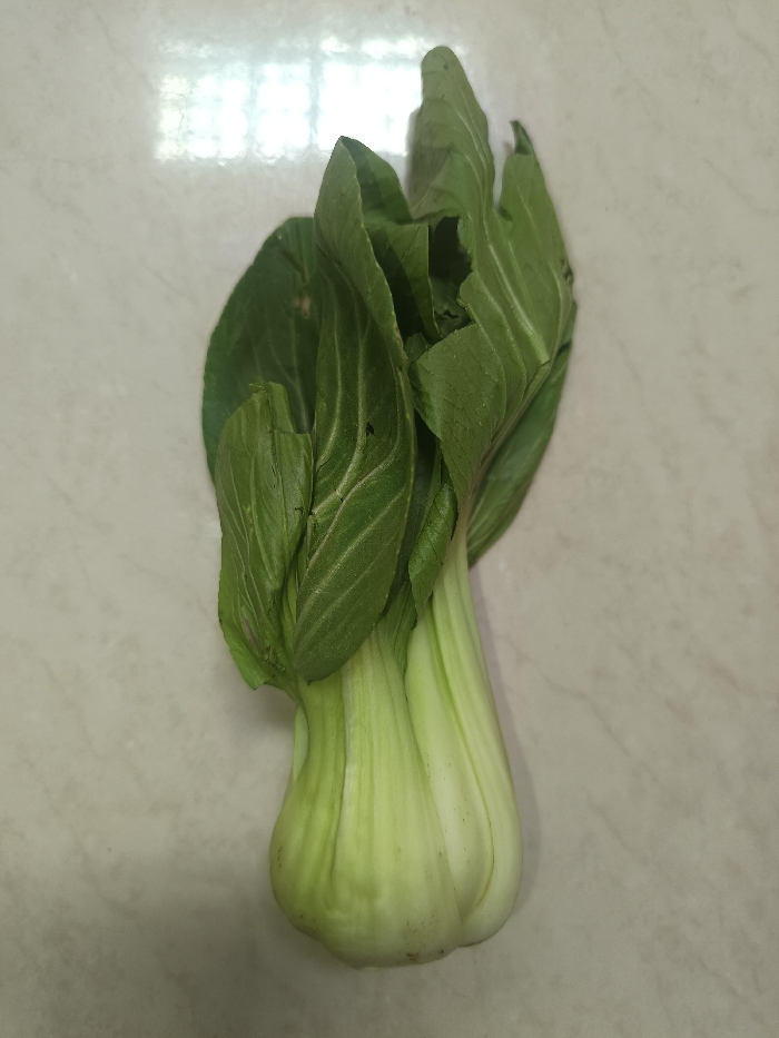 A single head of Brassica rapa subsp. chinensis (bok choy) rests horizontally on a light-colored, possibly beige or off-white, tiled surface. The vegetable features dark green, somewhat crinkled leaves with visible lighter green venation, transitioning to thick, pale green to off-white petioles at its base. Minor imperfections, including small perforations and areas of discoloration, are present on some leaf surfaces. The tiled surface displays a subtle, irregular pattern, consistent with light marbling or fine speckles. A distinct rectangular reflection, indicative of a window or overhead light source, is visible on the tiles in the upper left background. The depicted scene is situated in Gotha, Germany.