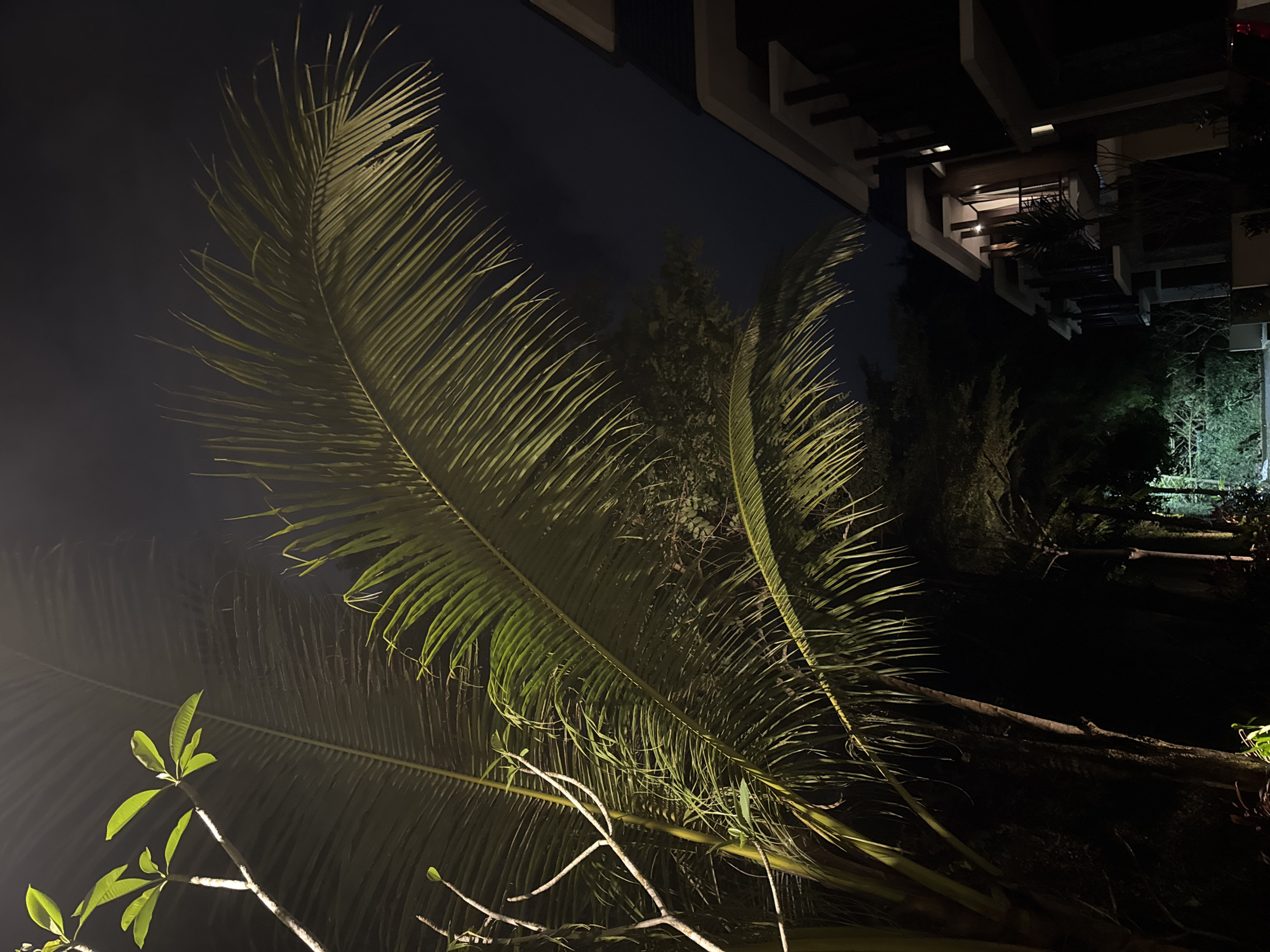This nighttime image, captured in Kuta Selatan, Indonesia, presents a serene view of tropical foliage set against a modern architectural backdrop. The dominant subjects are large, vibrant green palm fronds that fill much of the foreground and midground. These fronds are dramatically illuminated by artificial light sources, casting a warm, slightly yellow-green glow on their intricate pinnate leaves.
In the lower-left section, additional tropical plant life is visible, including a branch with several broad, bright green leaves, possibly belonging to a frangipani tree. These leaves are also brightly lit, standing out against the darker elements of the scene.
Towards the upper-right portion of the frame, a segment of a multi-story, contemporary building can be seen. This structure features clean lines, balconies, and appears to be constructed from light-colored materials, some of which are subtly illuminated, suggesting interior or exterior lighting. The dark sky confirms the nighttime setting, and there are no discernible clouds.
No people are visible in the image, nor is any specific activity taking place. The scene exudes a tranquil atmosphere, characteristic of a tropical resort or a residential area after dark, where artificial lighting highlights the natural environment and modern architecture. There is no visible text within the image.