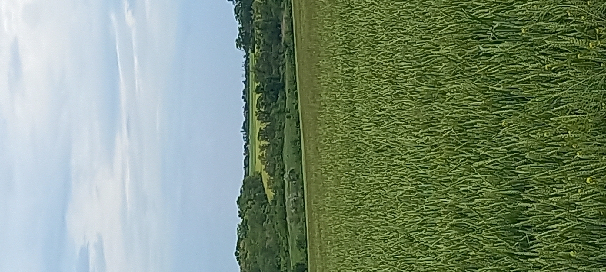 A vibrant landscape image captures a serene rural scene, likely in an agricultural area near Kryvyi Rih, Ukraine. The upper portion of the frame features a clear, light blue sky with subtle, wispy white clouds. Below the sky, a distinct horizontal horizon line separates it from a band of dark green, dense trees or vegetation, possibly forming a distant forest line or hillside. Some lighter green patches are visible within this treeline.
The majority of the image is dominated by a vast, bright green field of crops in the foreground and middle ground. The crops, which appear to be a grain such as wheat or barley, are densely planted and in an early to mid-growth stage, showing individual stalks and a textured surface. There are faint yellow specks scattered throughout the green, possibly indicating flowers or weeds.
The scene is captured during the daytime, under clear or partly cloudy skies, with even lighting suggesting pleasant weather conditions. No people or animals are visible, and no discernible text appears in the image. The overall impression is one of natural tranquility and agricultural abundance.