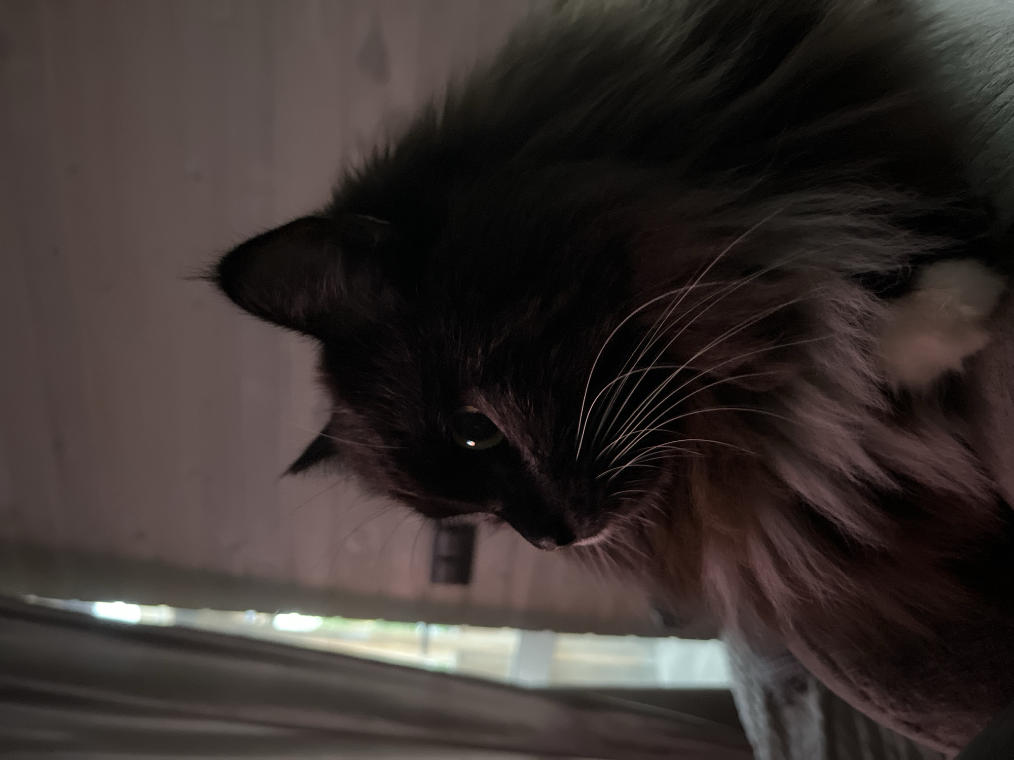The image shows a close-up, side profile of a fluffy, long-haired black cat. The cat is looking to the left of the frame with its green eyes visible. Its whiskers are long and white. The background consists of a dimly lit room with a window covered by a beige curtain on the left side, and a wooden-paneled wall on the right. The lighting is soft and appears to be coming from the left. The location of this image is unknown and cannot be determined from the visual information provided.