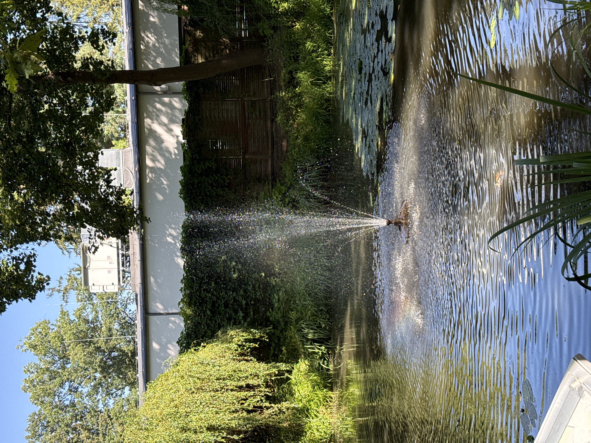 The image depicts an outdoor scene at a pond, likely located in Zielona Góra, Poland, with a functioning fountain in the center. The pond's surface is rippled, reflecting the surrounding environment and sunlight, with lily pads visible on the right side. The foreground shows the edge of what appears to be a white boat on the left and tall green reeds on the right. Behind the pond, a wall covered in dense green ivy is visible, with a wooden fence behind it. Trees, including a weeping willow on the left and a larger deciduous tree on the right, frame the scene. Above the wall and behind the trees, a modern building with antennas and what appears to be an electrical cabinet is situated against a clear blue sky. The fountain is spraying water upwards, creating a fine mist that catches the light, and a faint rainbow effect is visible within the spray. The overall impression is a serene, natural setting with man-made structures in the background.