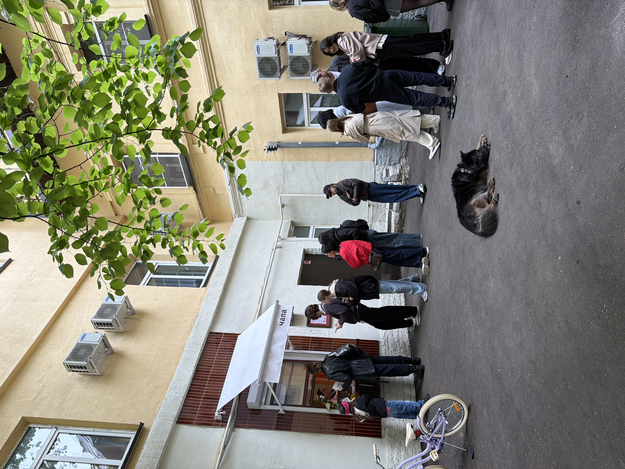 A horizontal eye-level shot depicts a queue of about a dozen people lined up outside a small "Chapa" food kiosk on a city street, potentially in Moscow, Russia. The kiosk, featuring a white awning, is set against a light-colored building with windows, air conditioning units, and decorative tile. A dark-colored dog lies on the ground to the right of the queue, seemingly undisturbed by the activity. A purple bicycle is parked near the front of the line, adding to the urban scene. Overhanging tree branches with green foliage fill the upper left corner of the image. The surrounding pavement is grey.