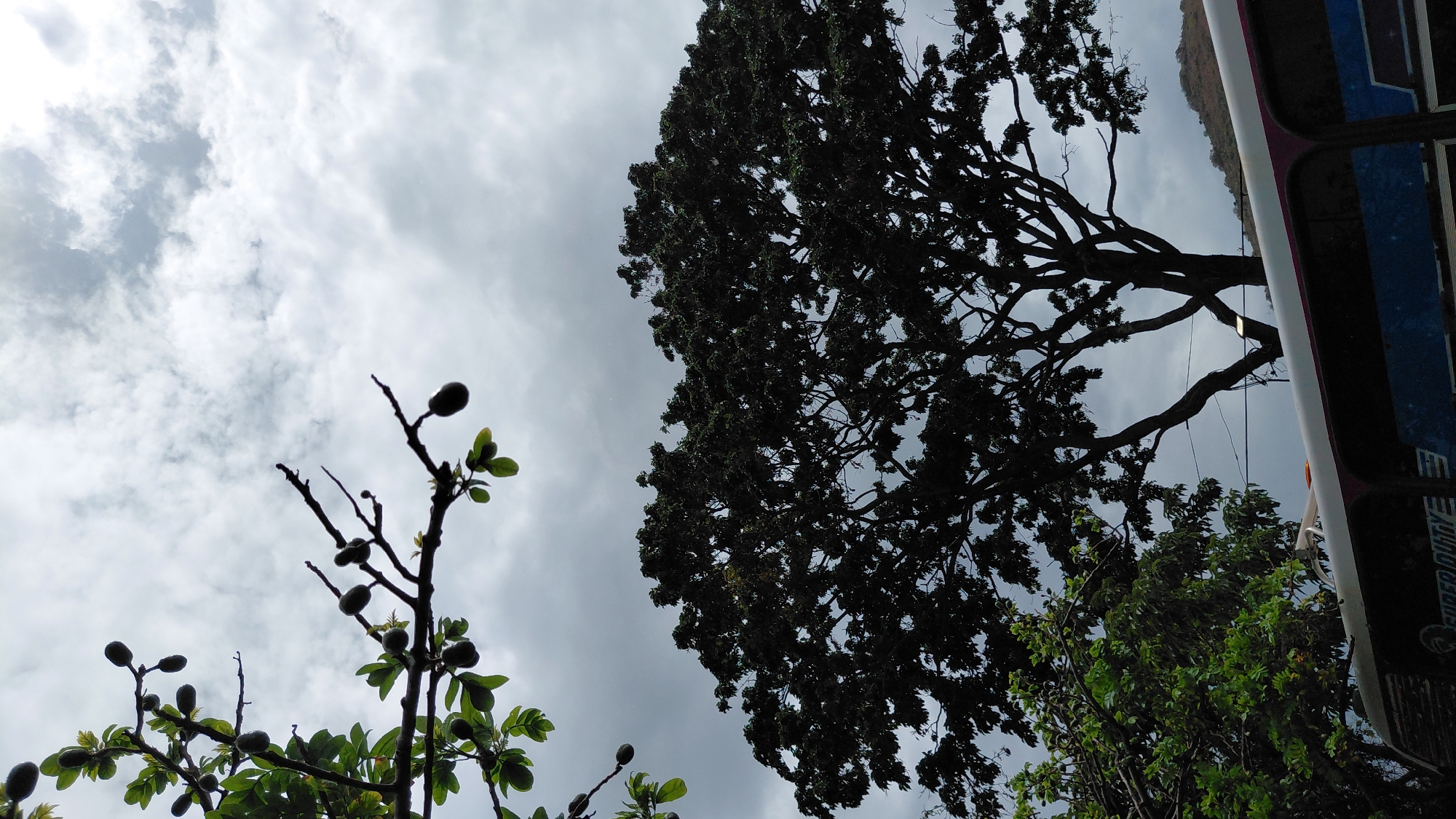 A low-angle shot captures a silhouetted tree against a cloudy sky. The foreground shows the top of a bus. The tree is large and has a wide canopy of dark leaves, with intricate branches visible. In the upper left, branches with small, dark, oval-shaped fruits hang against the sky. A smaller, greener tree is visible to the left of the main tree. The bus appears to be white with purple and blue accents, and the words "SUPER DUTY" are partially visible on its side. The sky is overcast with a mix of light and dark gray clouds. The overall scene suggests an outdoor environment, possibly in a park or along a roadside, with a somewhat muted or dramatic atmosphere due to the lighting and cloud cover. The location is Unknown, Unknown.