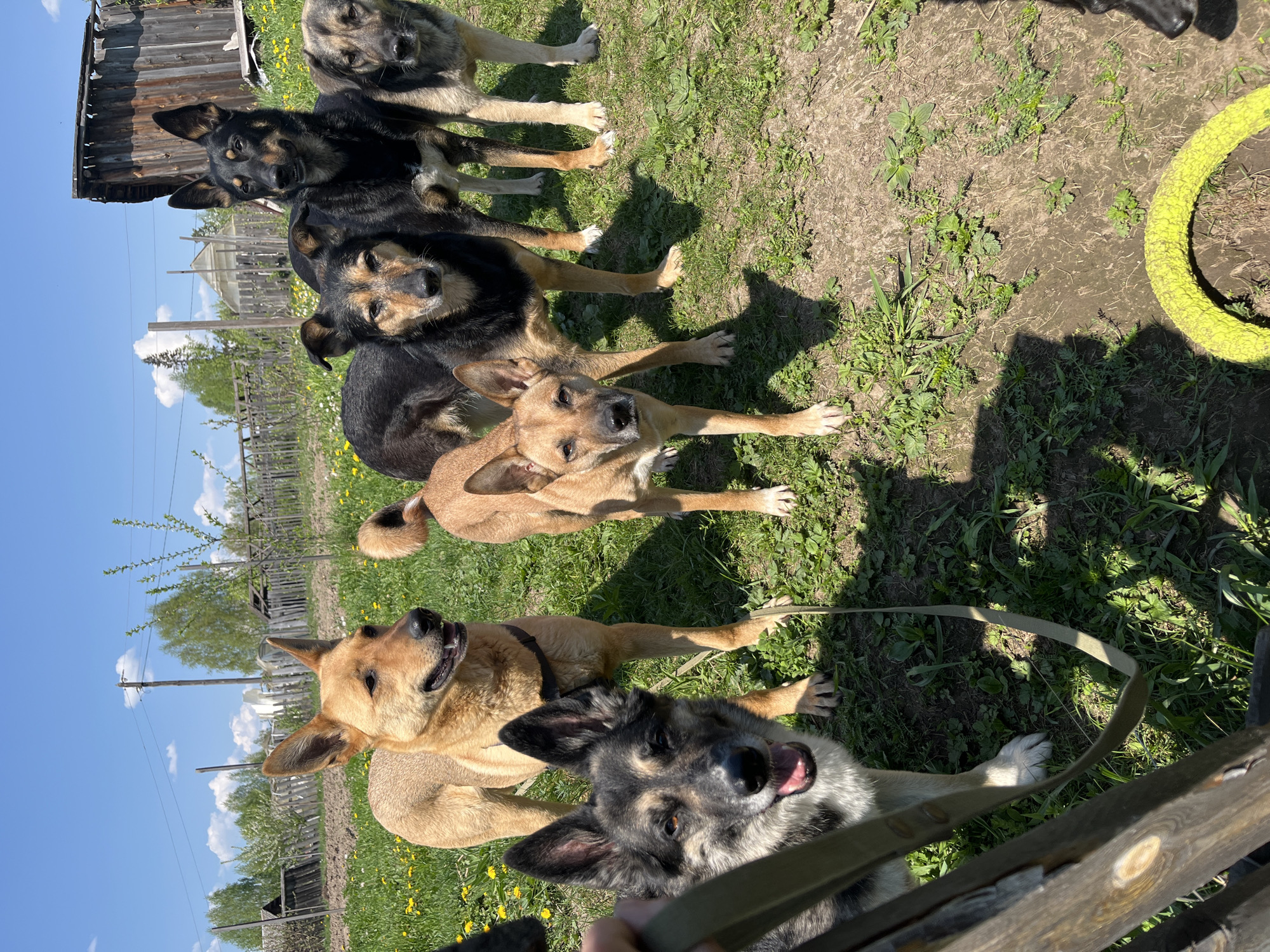 The image shows a pack of dogs in a grassy, partially dirt-covered area. There are at least seven dogs of various breeds and colorings, including black, brown, and mixed coats. They appear to be standing or lying down, with some looking directly at the camera. A wooden structure is visible in the foreground. In the background, there are houses and vegetation. It's a sunny day. The image depicts a group of dogs outside on a partially grassy yard in the city of Nizhny Tagil, Russia. The breeds and colorings vary, from black, brown, and mixed coats, as well as standing and lying down.