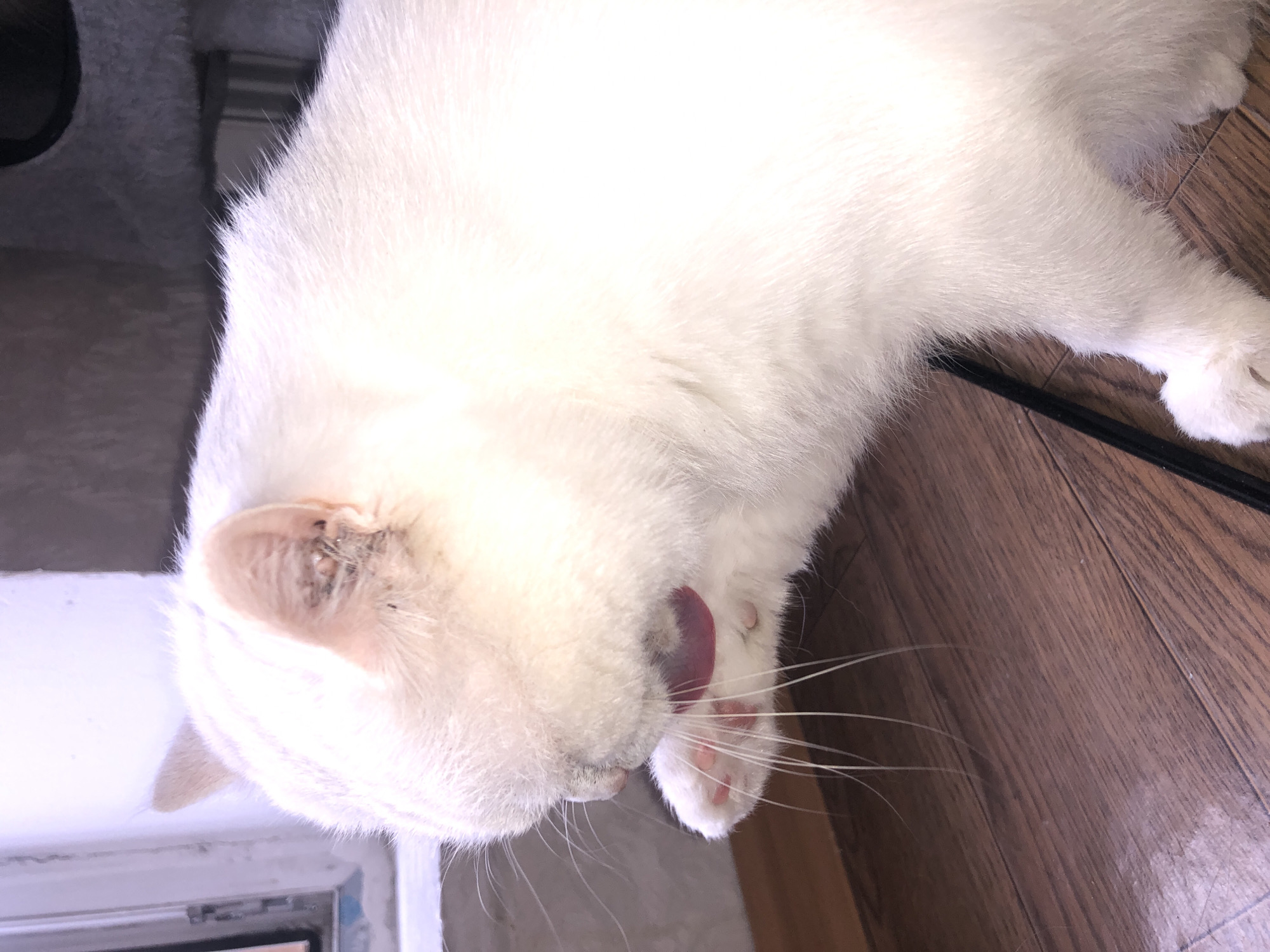 An over-the-shoulder medium shot captures a white cat grooming its paw with its tongue. The cat's head is turned away from the camera, obscuring its face. Its white fur is clean and well-groomed, except for what appears to be a small mark or scab on its right ear. The cat is positioned on a wooden floor, with its body extending out of frame to the right. A dark, thin object, possibly a cord or a thin piece of furniture, lies on the floor near the cat. In the background, a white, textured wall and a window frame are visible, suggesting an indoor domestic setting. The lighting is bright, with some areas overexposed due to the white fur of the cat.