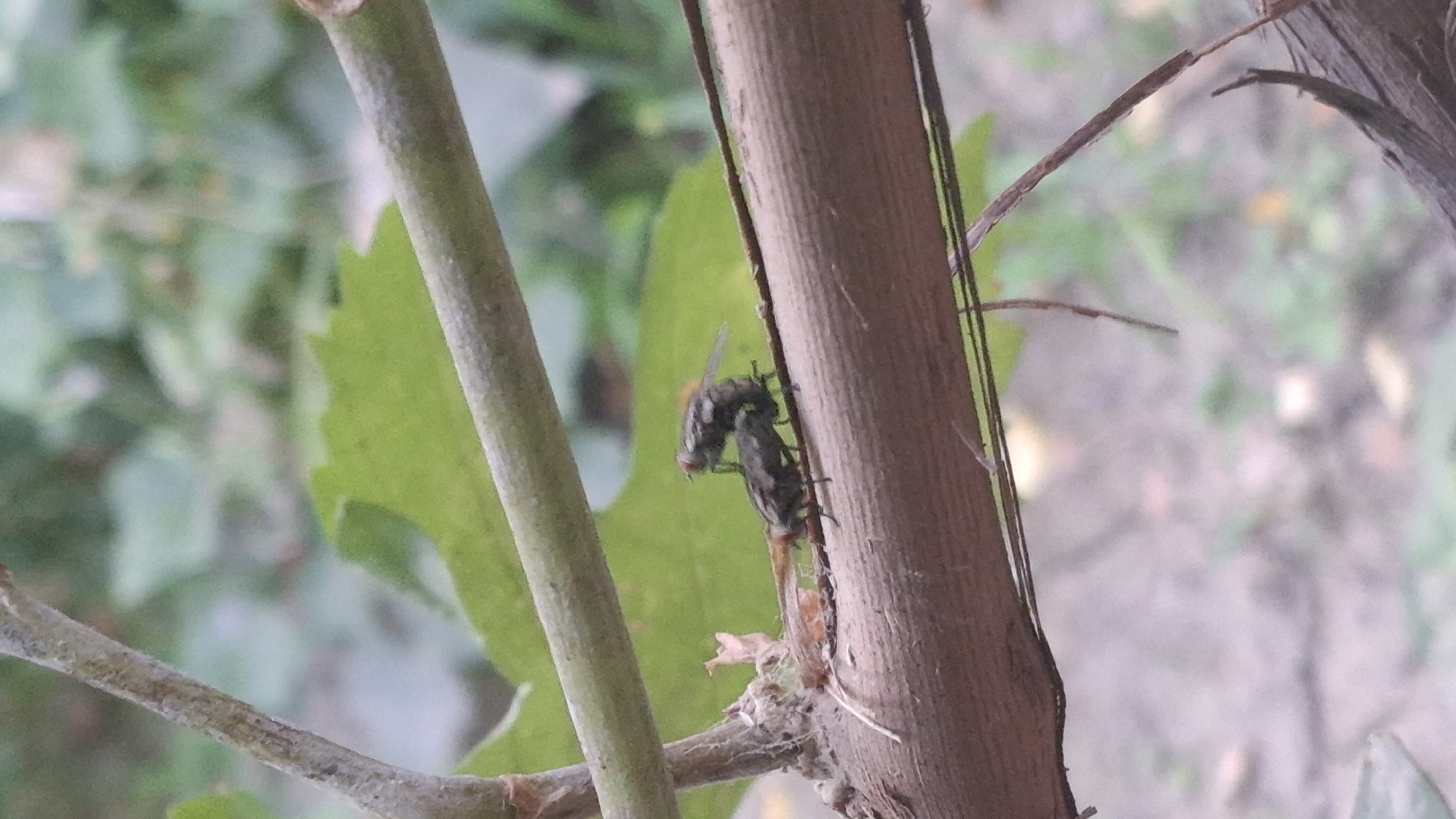Two flies are mating on a brown branch. The flies are dark gray with red eyes. The branch is horizontal and appears to be part of a tree or bush. The background is blurred green foliage and light gray ground. The image was taken outdoors. The location of the scene isШұбарсу, Kazakhstan.