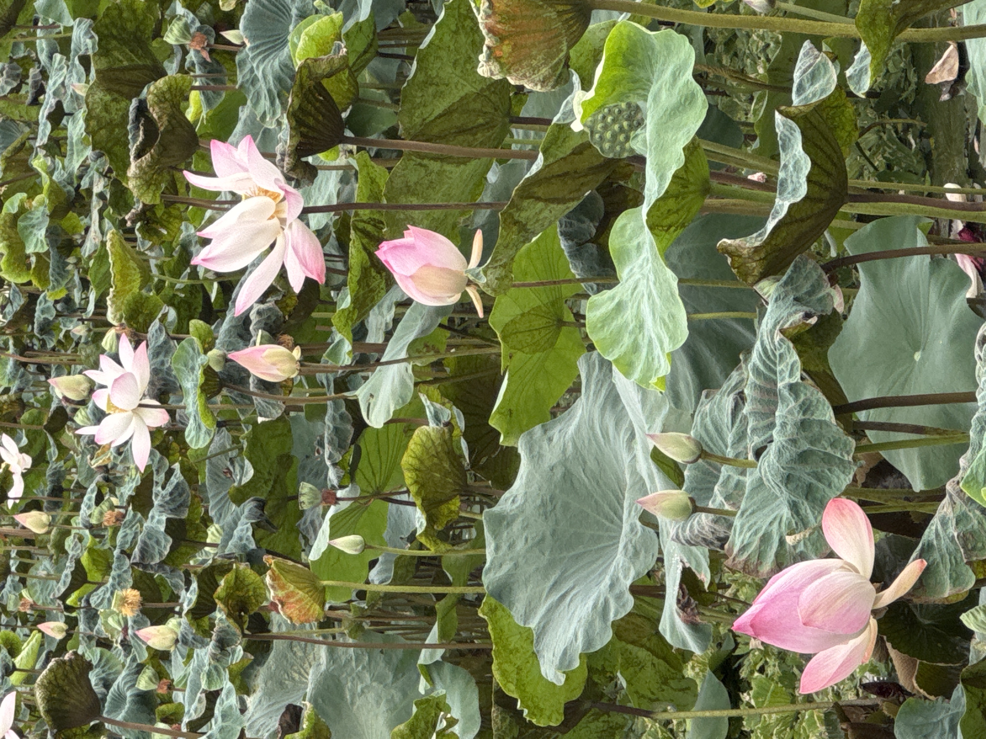 A pond in Hoa Lư Ward, Vietnam, is filled with blooming lotus flowers and large green lily pads. Several pink and white lotus flowers are in various stages of bloom, with some petals unfurled and others still tightly closed. The lily pads, some with visible veins, are spread across the water's surface, creating a lush green carpet. A few seed pods are also visible among the foliage. The overall impression is of a serene and natural aquatic environment.