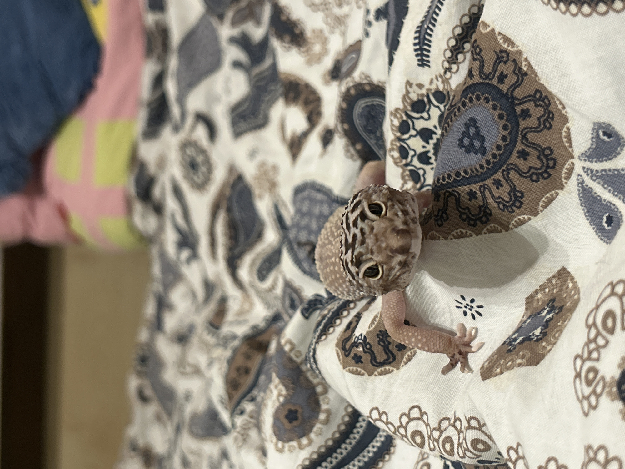 A leopard gecko clings to a white fabric patterned with brown and gray paisley designs. The gecko's head is facing the camera, revealing spotted skin and visible eyes. Its right front limb is outstretched, grasping the fabric. A blurred background shows additional fabric and furniture.