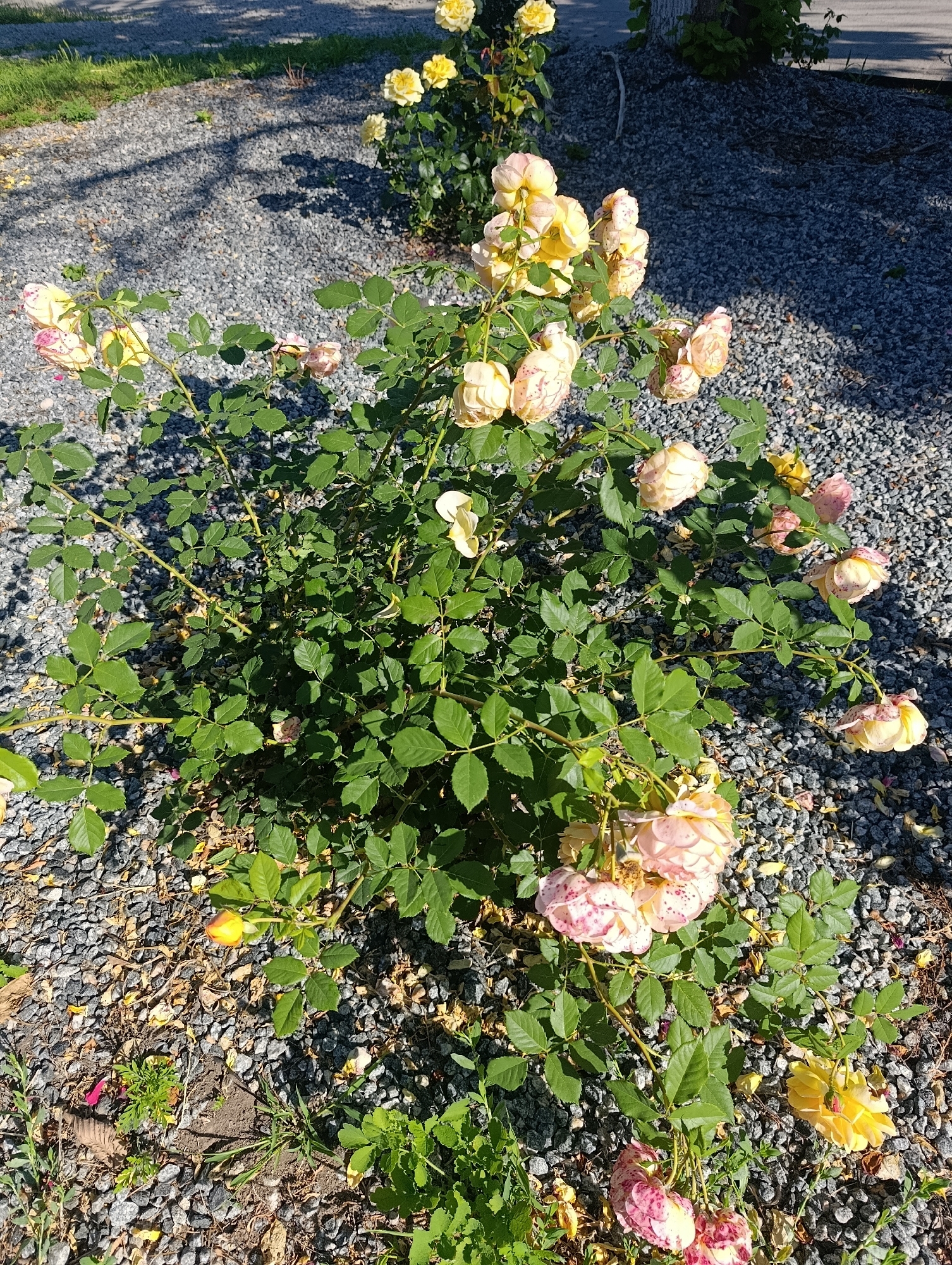 A close-up, eye-level, outdoor, daytime shot shows a rose bush with pale yellow and pink speckled flowers and abundant green leaves. The bush is situated on a gravel ground cover, with some patches of green grass and dry leaves scattered around. The shadows of leaves and branches are visible on the gravel. In the background, a blurred image of a tree trunk and more gravel is present. The location is identified as Doslidne, Ukraine. There are no people or animals visible in the image.