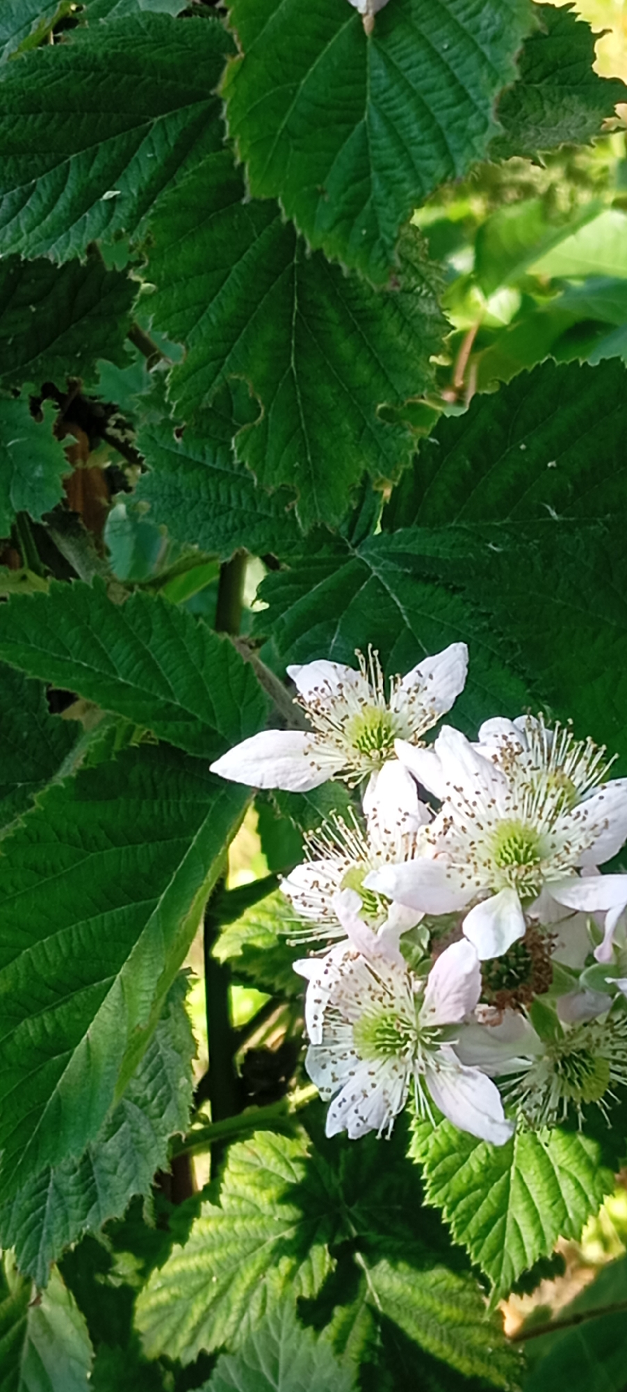 The image shows a close-up view of white blackberry flowers and their green leaves. The flowers have delicate white petals and prominent stamens with brown tips. The leaves are large, serrated, and a vibrant green. The lighting suggests it is daytime, with sunlight filtering through the foliage, creating shadows on the leaves. The setting appears to be a garden or natural outdoor environment. There are no people or animals visible in the image.