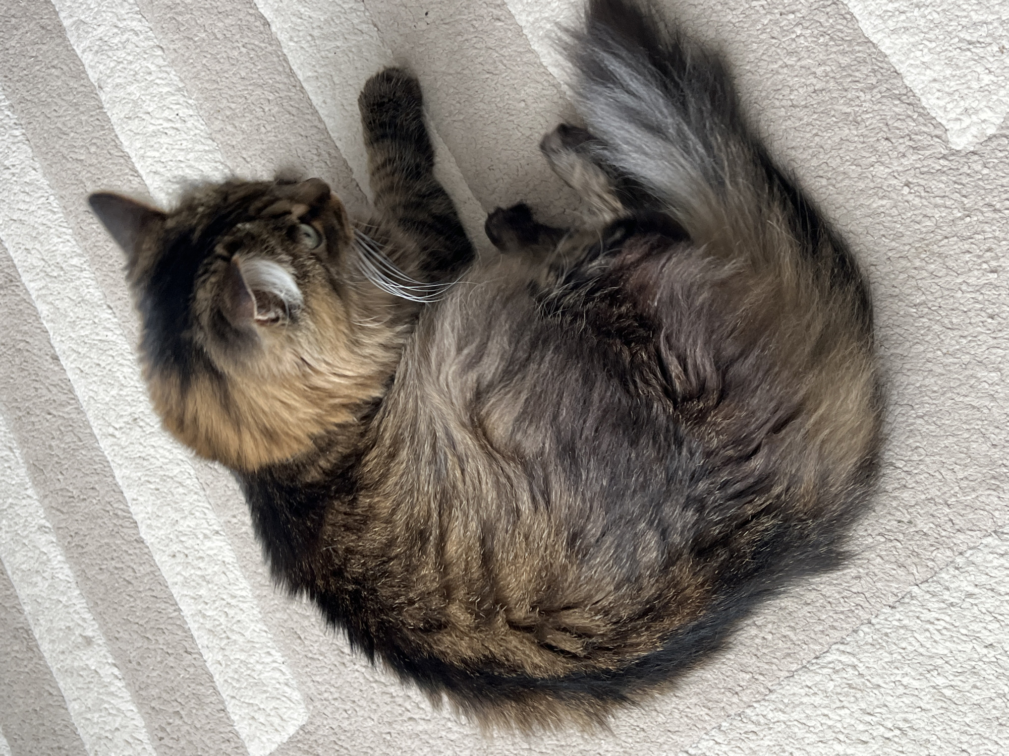 A fluffy, long-haired cat is curled up on a light-colored, ridged rug. The cat is mostly brown and grey with some black fur, and has white whiskers. No information about the city of Chaikovsky, Russia is discernible from the image.