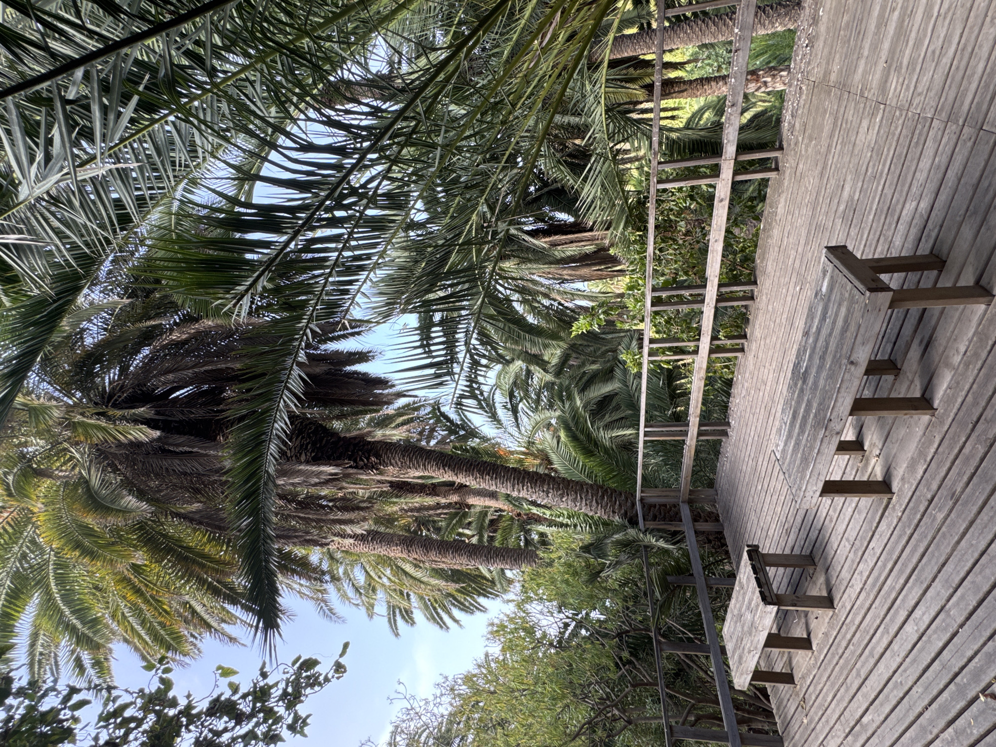 A low-angle, medium shot captures a wooden deck with two rustic wooden benches surrounded by lush palm trees and dense foliage under a bright, clear sky. The deck planks are laid horizontally, showing signs of age and weathering, with visible grain and gaps. The benches are simple rectangular structures with thick legs, also appearing weathered. A wooden railing with vertical posts and horizontal bars runs along the edge of the deck, separating it from the surrounding greenery. The palm trees dominate the background, their tall, textured trunks and feathery fronds creating a dense canopy. The light filters through the leaves, creating dappled shadows. The scene suggests an outdoor seating area in a tropical or subtropical garden or park.