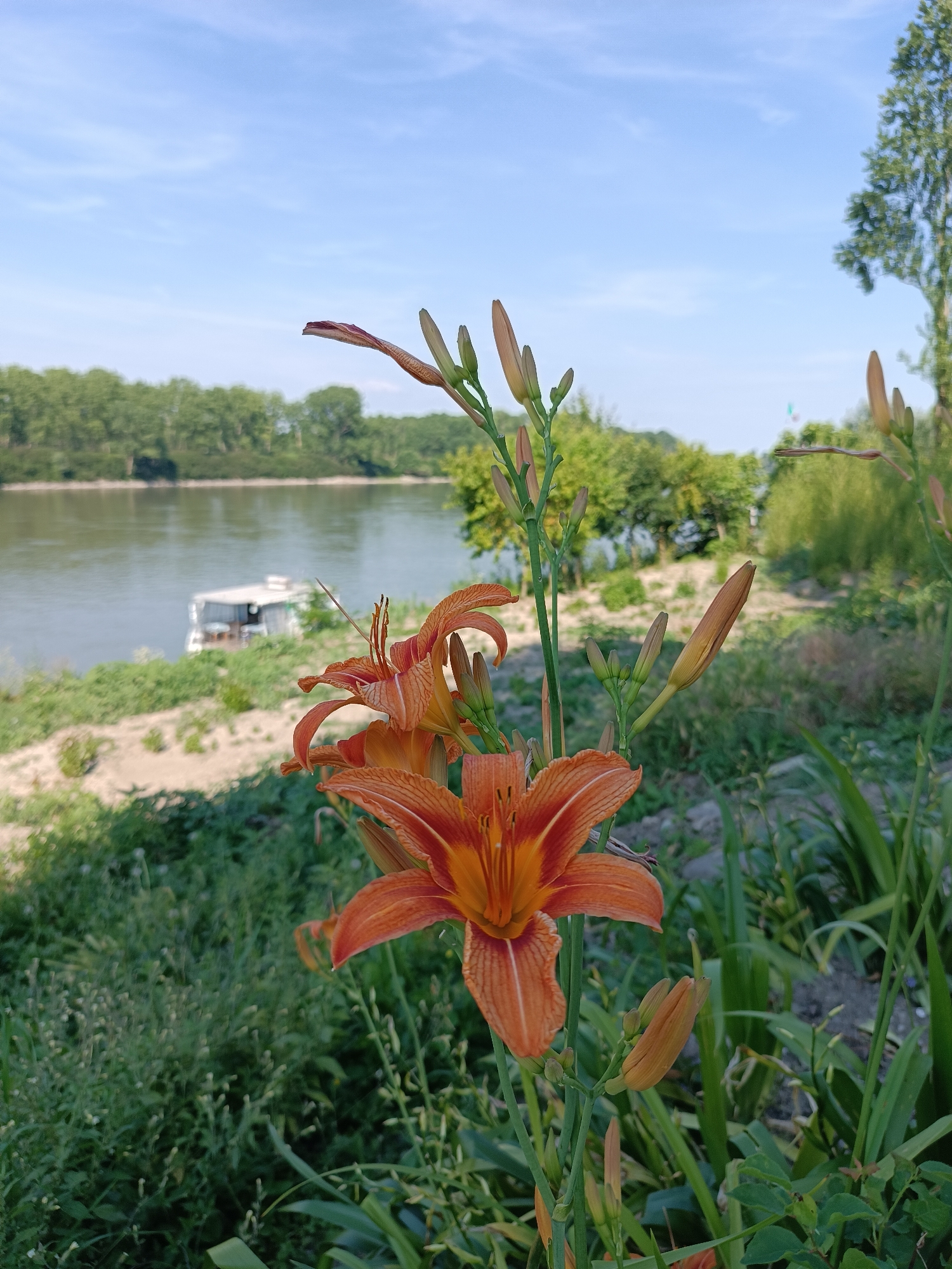 The scene depicts a natural landscape in Pieve Saliceto, Italy, focusing on flowering plants in the foreground with a river and its banks in the background. In the immediate foreground and mid-right, several stalks of orange daylilies (Hemerocallis fulva) are prominent, featuring two fully open, six-petaled flowers with visible stamens. Numerous unopened buds, varying in size and color from green to orange, are present along the stalks. Green foliage, including the lily leaves and other ground cover, fills the lower portion of the frame.
In the midground, a wide, calm body of water, consistent with a river, displays a greenish-brown hue. The far bank of the river is lined with a dense growth of mature green trees, forming a continuous treeline. A small, light-colored vessel, possibly a houseboat with a flat roof and a visible windowed structure, is moored near the far bank of the river, partially obscured by the land. The background consists of a clear, light blue sky with sparse, faint white clouds, indicating daytime conditions. No individuals are present in the image.