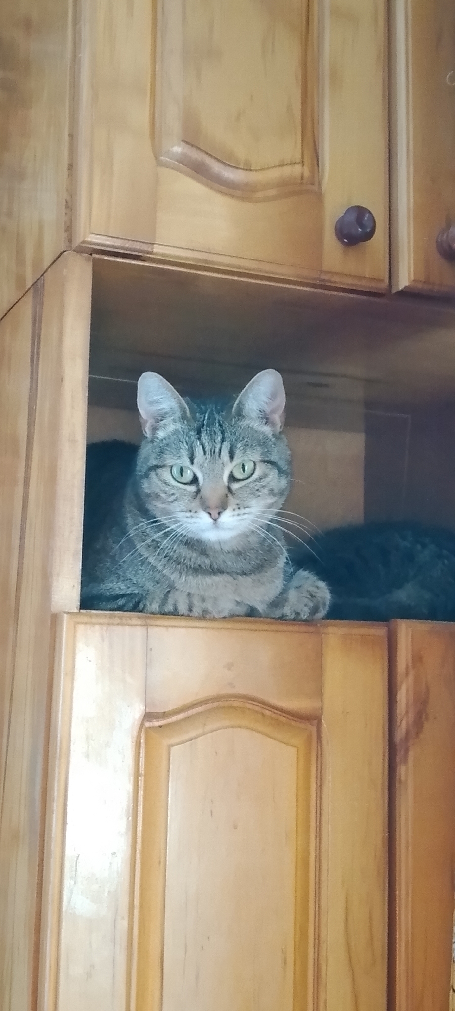 A tabby cat is perched inside a wooden cabinet. The cat is facing the camera, with green eyes and a grey and black striped coat. The cabinet is made of light-colored wood and has decorative trim. The background is dark, suggesting the interior of the cabinet is dimly lit. The image appears to be taken indoors, likely in a residential setting. There is no discernible information about the city of Belgorod, Russia, in this image.