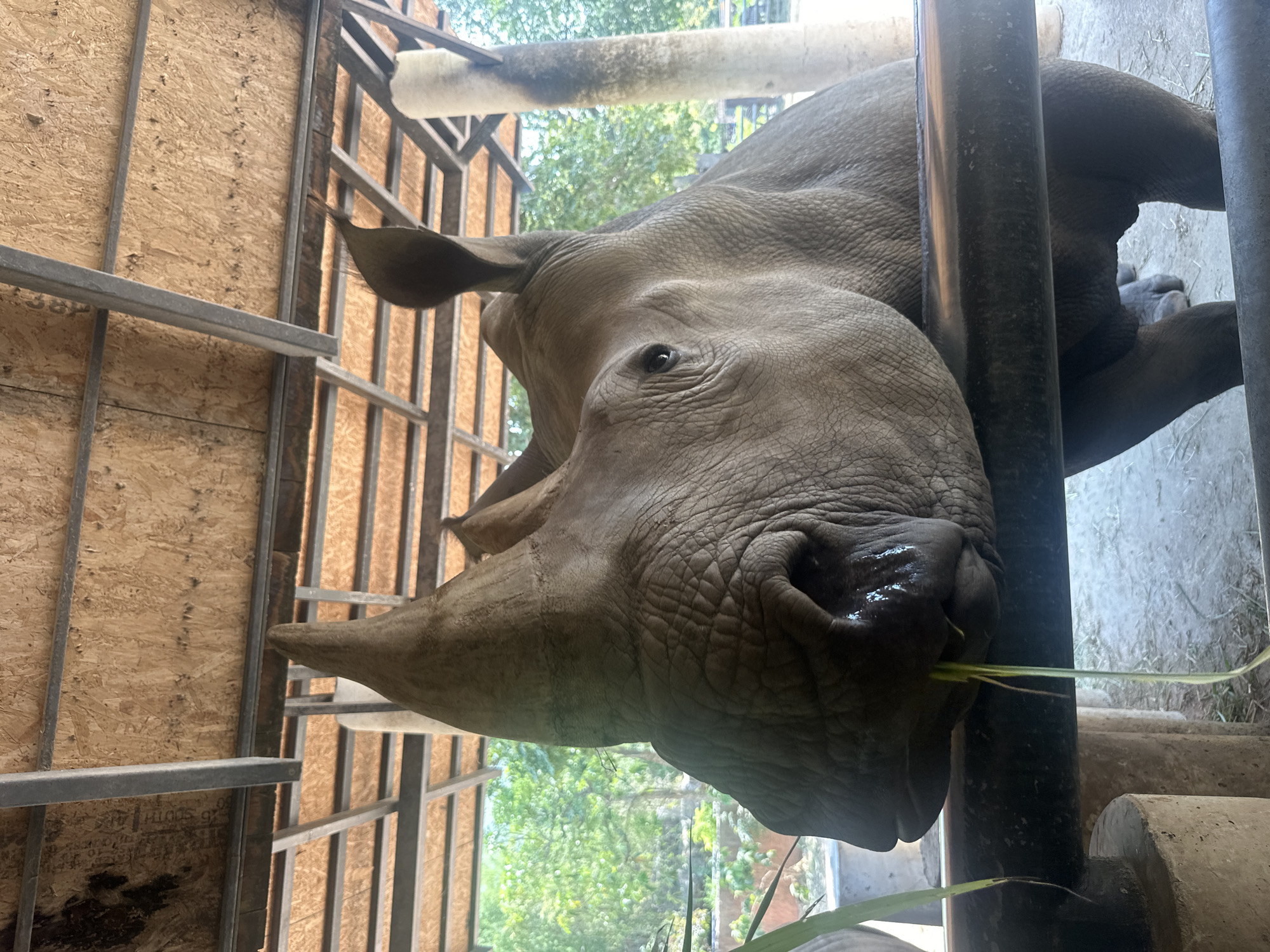 The image shows a rhinoceros in an enclosure, likely at a zoo or wildlife sanctuary. The rhinoceros has gray skin, two horns on its snout, and small ears. It appears to be eating some green grass or vegetation, which is hanging from its mouth. The enclosure consists of a metal fence and wooden walls. The location is Bang Phra Subdistrict, Thailand. Outside of the enclosure is a view of trees and daylight suggesting the photo was taken in an outdoor setting during the day. The rhinoceros is the primary subject of the image, suggesting a focus on wildlife or conservation efforts.