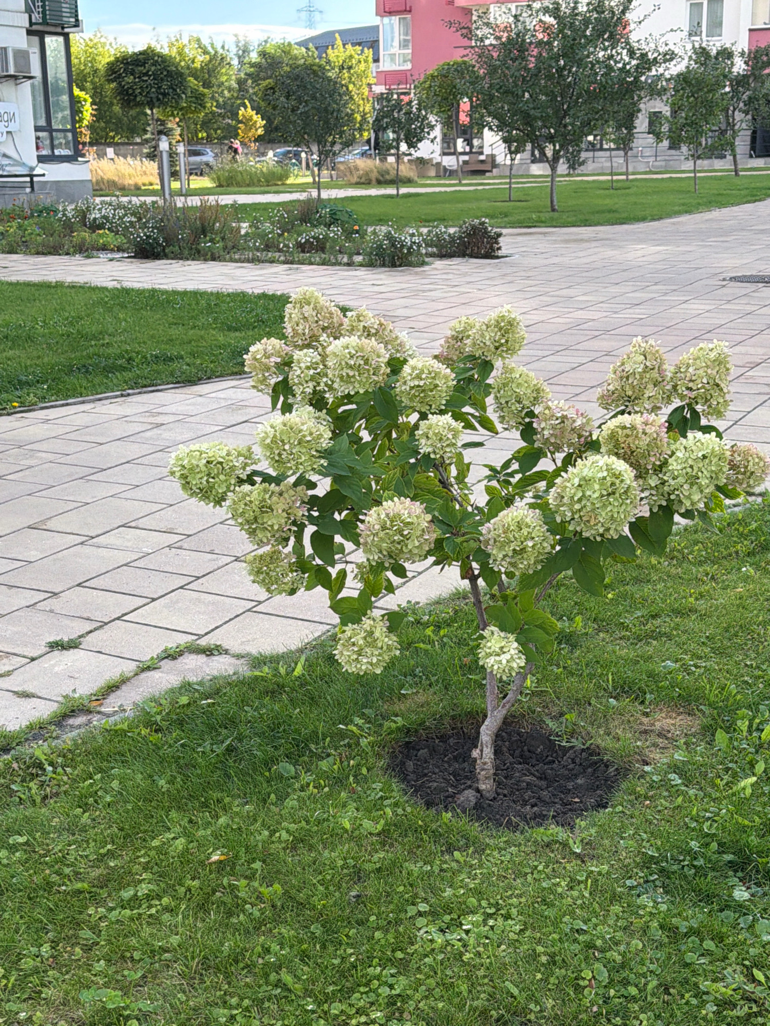 A small, well-maintained green space is depicted in the city of Kyiv, Ukraine. The scene features a paved walkway made of light-colored square tiles, bordered by a strip of short, green grass. To the right of the walkway, a young hydrangea bush with numerous clusters of pale green and white blooms is the primary subject. The bush is situated in a circular bed of dark soil, surrounded by grass. Beyond the walkway, more grass and some flower beds with white and green foliage are visible. In the background, several trees with green foliage are planted in neat rows on a lawn. Buildings, some with pink facades and white trim, are present in the far background, along with a glimpse of a street with parked cars. The sky is clear and bright, indicating daylight. The overall impression is one of a clean, modern, and well-kept urban environment.