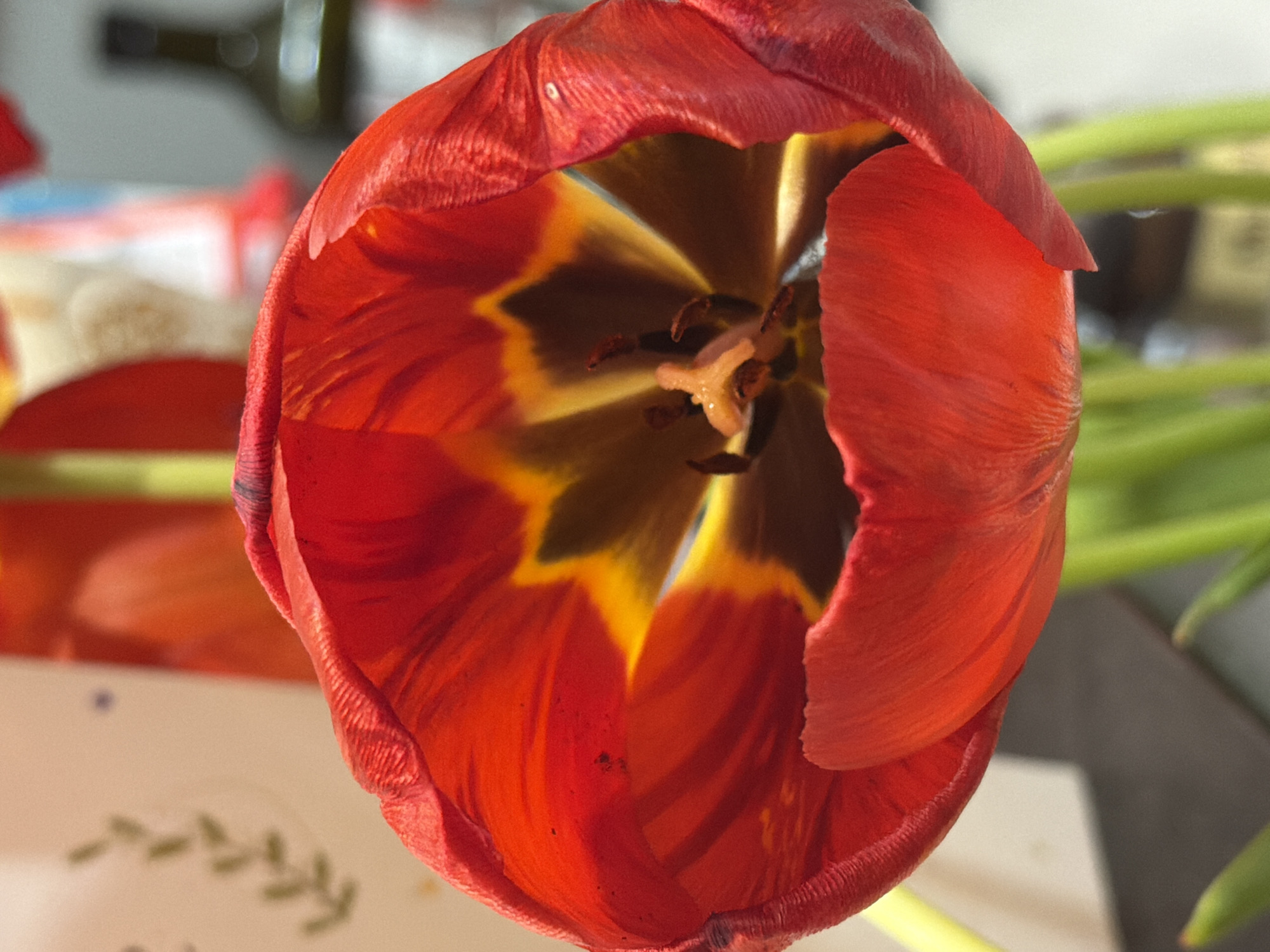 A close-up shot of a single red tulip blossom dominates the frame. The flower is fully open, revealing its dark brown and yellow center with prominent stamens. The red petals exhibit a texture of fine lines and slight imperfections. The tulip appears to be in a vase or arrangement, as suggested by the green stems visible in the background. The background is blurred but shows a bottle and other objects. The location and city of Varna, Bulgaria cannot be determined from the visual information provided.