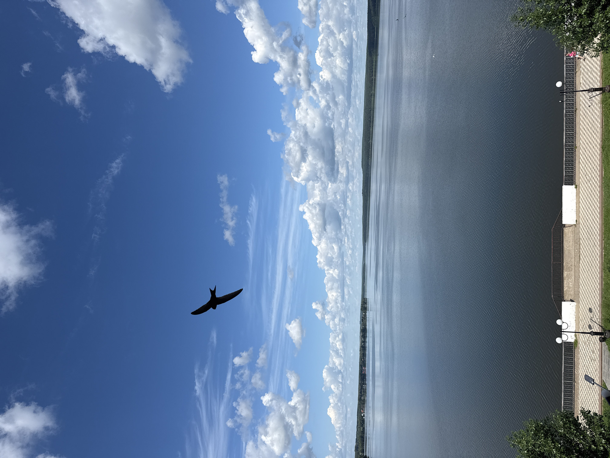 The image depicts a scenic view of the Votkinsk Reservoir in Votkinsk, Russia. A solitary bird, silhouetted against a bright blue sky dotted with fluffy white clouds, soars over the calm, vast expanse of water. The reservoir stretches to the horizon, where a lush green, tree-covered shoreline is visible, with a hint of buildings along the distant bank. In the foreground, a paved walkway with a checkered pattern runs along a metal railing overlooking the water. A lamppost with two globes stands near the railing. To the left, a portion of a green tree is visible, and to the right, a person in a pink top is walking along the path. The overall impression is one of tranquility and natural beauty on a clear, sunny day.
