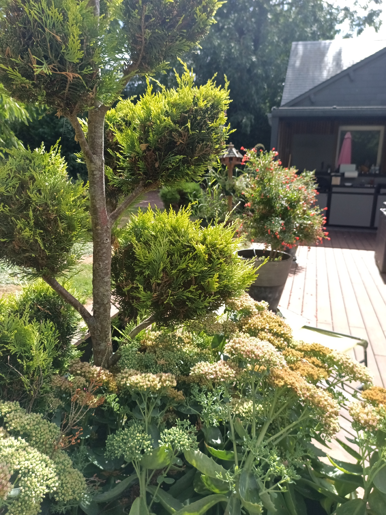 The image shows a close-up of a topiary tree with lush green foliage, planted in a pot. In the background, there is a deck with wooden planks, a building with a grey roof, and some potted plants, including one with small red flowers. A pink umbrella is visible on the deck. The scene appears to be an outdoor residential setting. There are no people visible in the image. The location in Tourneville, France, is not ascertainable from the visual information provided.