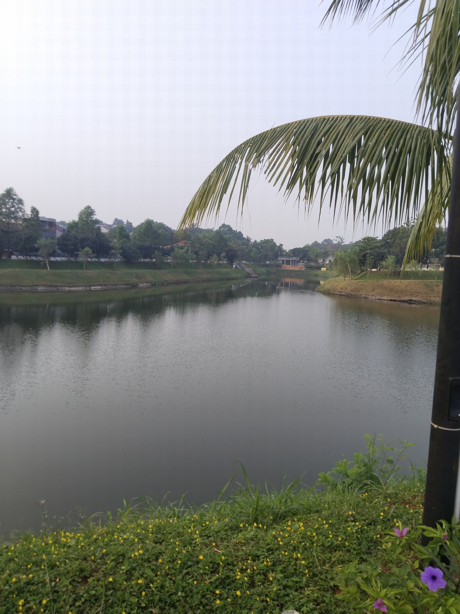 A serene view of a tranquil lake is presented, framed by lush greenery and a clear, overcast sky. The lake, a dominant feature, reflects the subdued light of the sky and the surrounding foliage, creating a mirror-like surface. A gentle slope of grass leads down to the water's edge, with a scattering of small yellow flowers dotting the bank in the foreground. On the opposite bank, a line of trees stands tall, interspersed with houses and buildings, suggesting a residential area bordering the natural landscape. A tall, dark pole, possibly a lamppost, stands to the right of the frame, with a portion of a palm frond extending into the upper right corner, adding a touch of tropical scenery. A single bird is visible in the distance, soaring against the pale sky. The overall atmosphere is one of peace and quietude, with the absence of any human activity contributing to the serene ambiance.