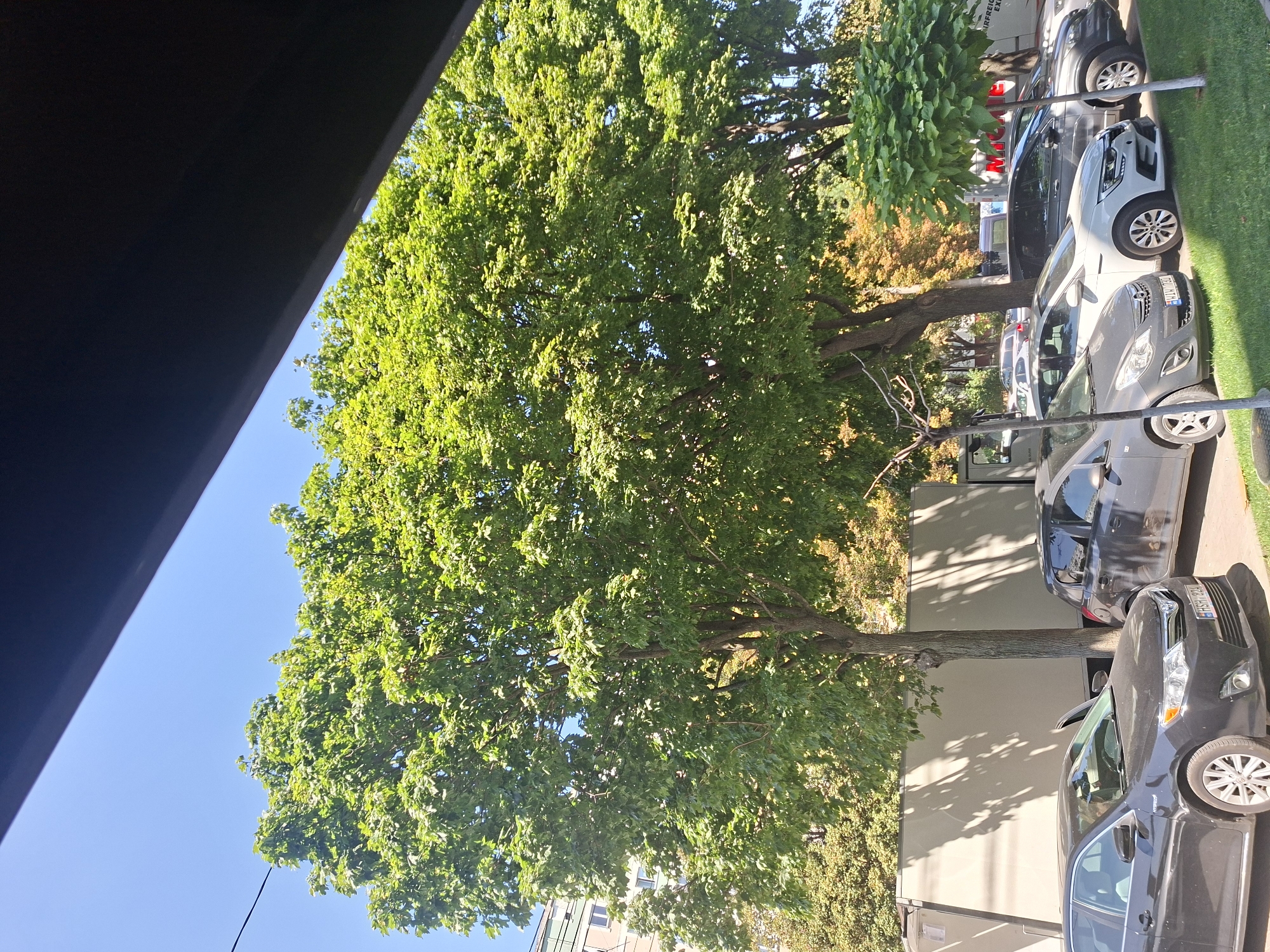 The image captures a street scene in Chișinău, Moldova, on a clear, sunny day. In the foreground, parked cars are visible on the right side of the frame, including a black sedan and a gray hatchback. Behind the cars, lush green trees dominate the scene, with their dense foliage casting dappled shadows on the ground and on a large, light-colored vehicle parked on the left. In the background, a multi-story building with windows can be seen peeking through the trees. The sky is a vibrant blue, indicating good weather. The overall impression is one of a typical urban environment with ample greenery.