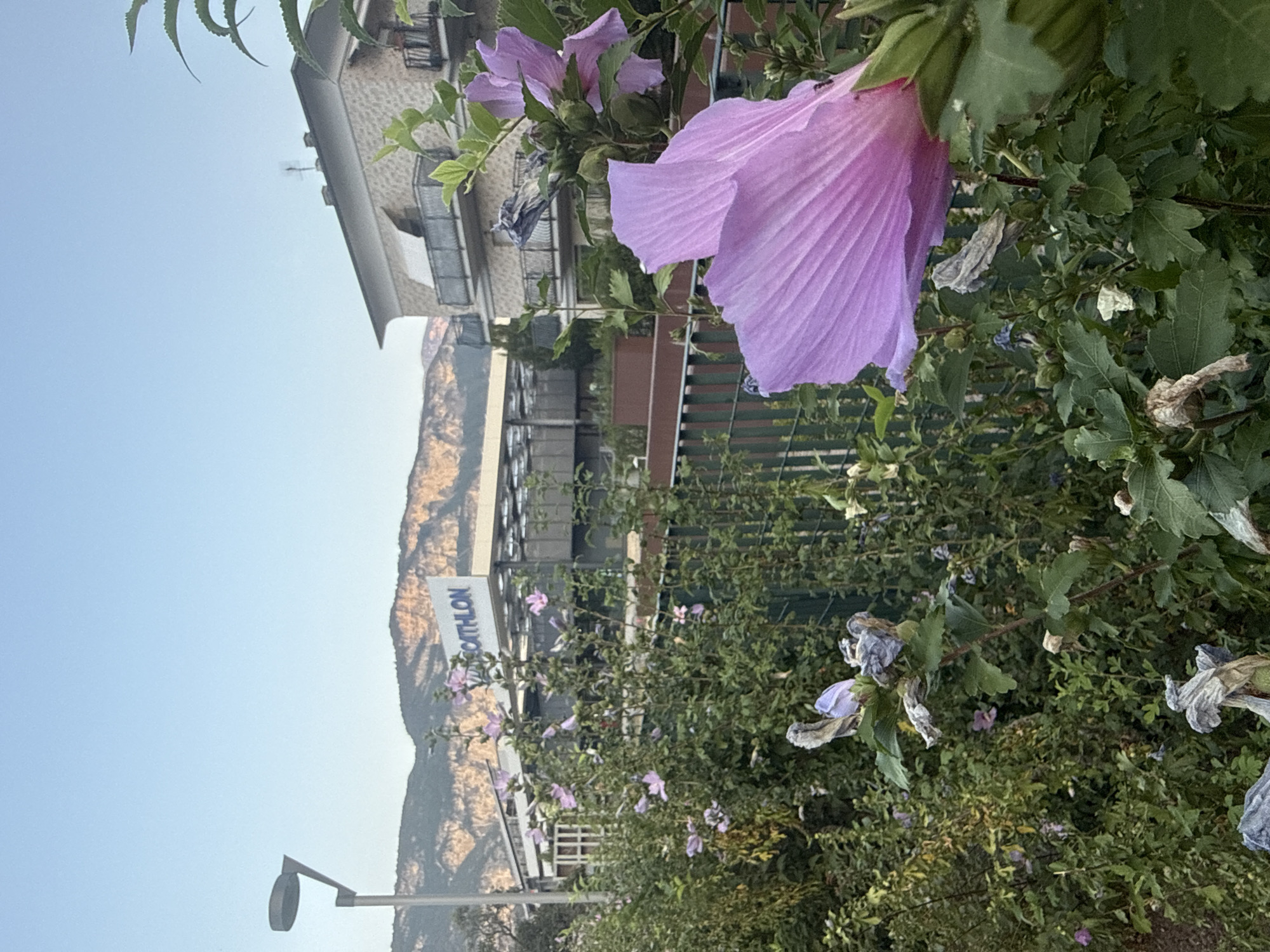 In the city of Trento, Italy, an outdoor scene unfolds with a prominent pink hibiscus flower in the foreground, its petals gently unfurling towards the right side of the frame. Behind the flower, a dense arrangement of green foliage, interspersed with smaller pink blossoms and withered flowers, forms a natural barrier. A green metal fence runs horizontally across the midground, separating the garden area from the background.
Beyond the fence, a building with a light-colored, textured facade and multiple balconies is visible. Above the building, a large sign displaying the word "DECATHLON" in blue letters against a white background is mounted on a structure. In the far background, a mountain range with rocky, illuminated slopes stretches across the horizon under a clear, light blue sky. To the left of the "DECATHLON" sign, a modern lamppost with a circular head stands tall. The overall lighting suggests it is either early morning or late afternoon, casting a soft glow on the scene. There are no people visible in the image.