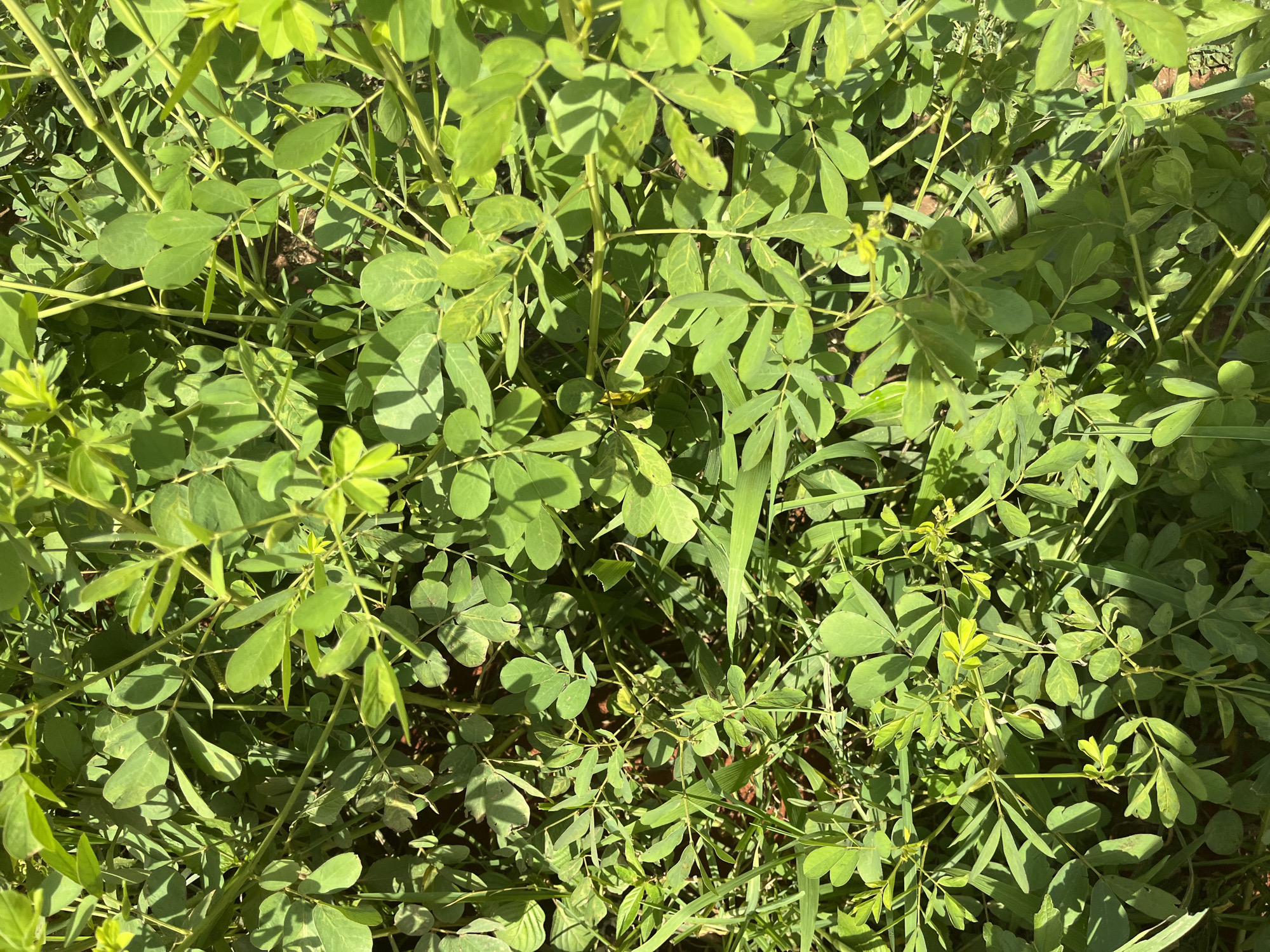 The image shows a close-up view of lush green vegetation, likely a field or garden. The plants are dense and appear to be a mix of broad-leafed plants with trifoliate leaves and thin, grass-like blades. The lighting suggests it is daytime, with sunlight casting shadows on the foliage. There are no people or identifiable man-made objects in the frame. The ground beneath the plants is mostly obscured but appears to be soil. The scene depicts a natural, overgrown environment. The location is identified as Bukuru, Nigeria.
