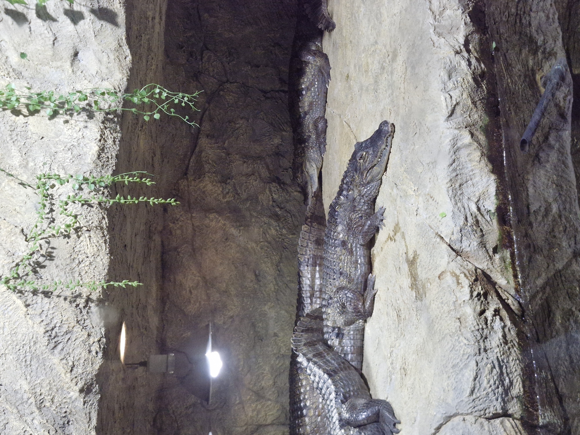 In Yekaterinburg, Russia, within what appears to be a zoo or a wildlife enclosure, three alligators are resting on a sandy, rocky platform. The alligators are positioned in a line, with the closest one on the left facing forward, its mouth slightly open revealing sharp teeth. The second alligator is behind and to the right of the first, its head turned away. The third alligator is further back, its head also turned away. Above the alligators, the ceiling of the enclosure is made of rough, textured rock, with some artificial plants hanging down. There are also artificial lighting fixtures attached to the ceiling, one of which is visible and emitting a bright light. The platform slopes down towards a dark body of water in the foreground, where a piece of pipe or debris is submerged. The overall environment suggests an artificial habitat designed to mimic a natural, rocky, and damp setting.