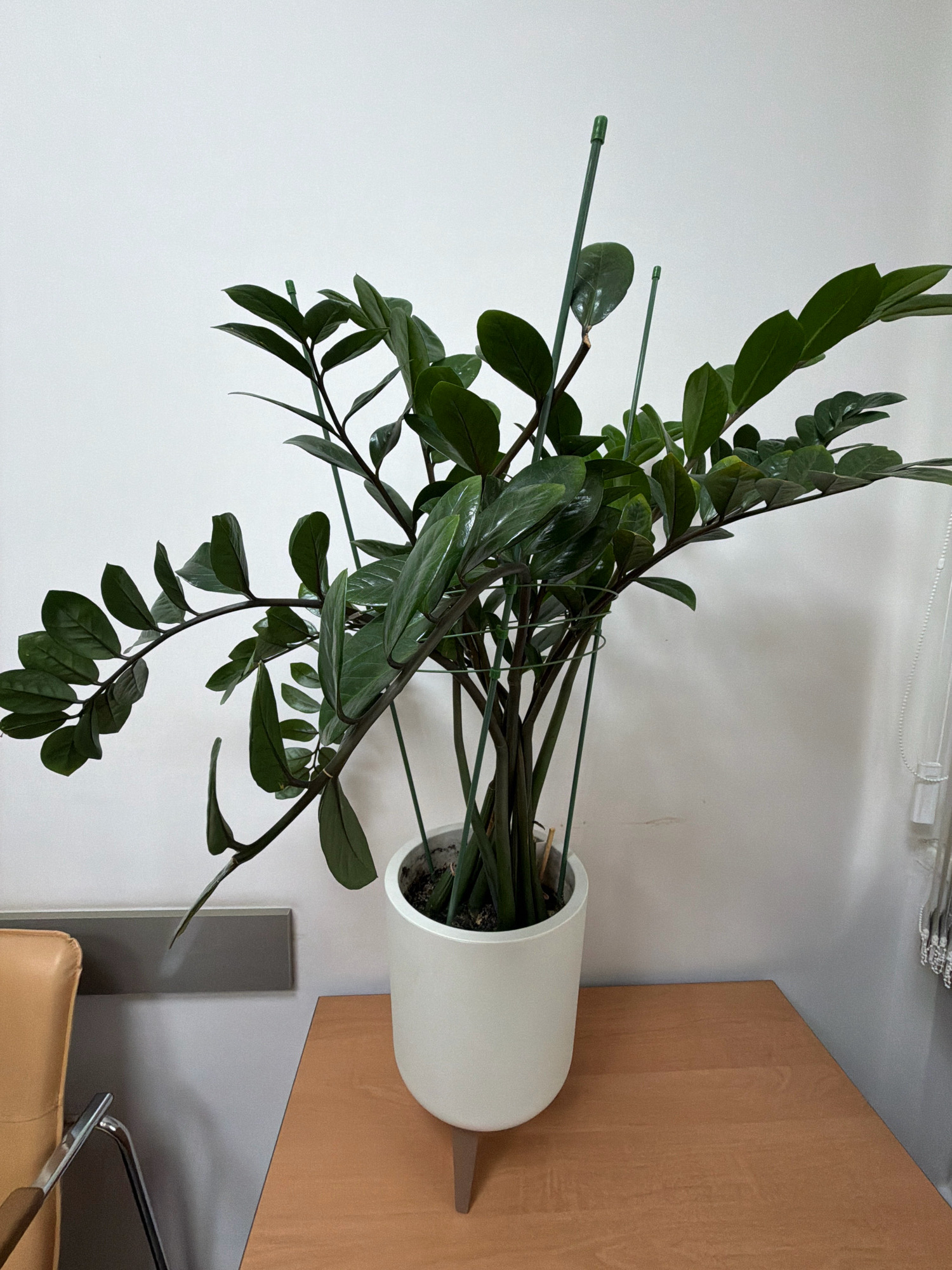 A Zamioculcas zamiifolia plant, also known as a ZZ plant, is displayed in a white planter on a wooden table. The plant has dark green, glossy leaves and is supported by green stakes. The background consists of a white wall with a grey molding strip. To the left, part of a tan chair with chrome legs is visible. The scene appears to be indoors, possibly an office or waiting area, and shows no indication of the city of Angarsk, Russia.