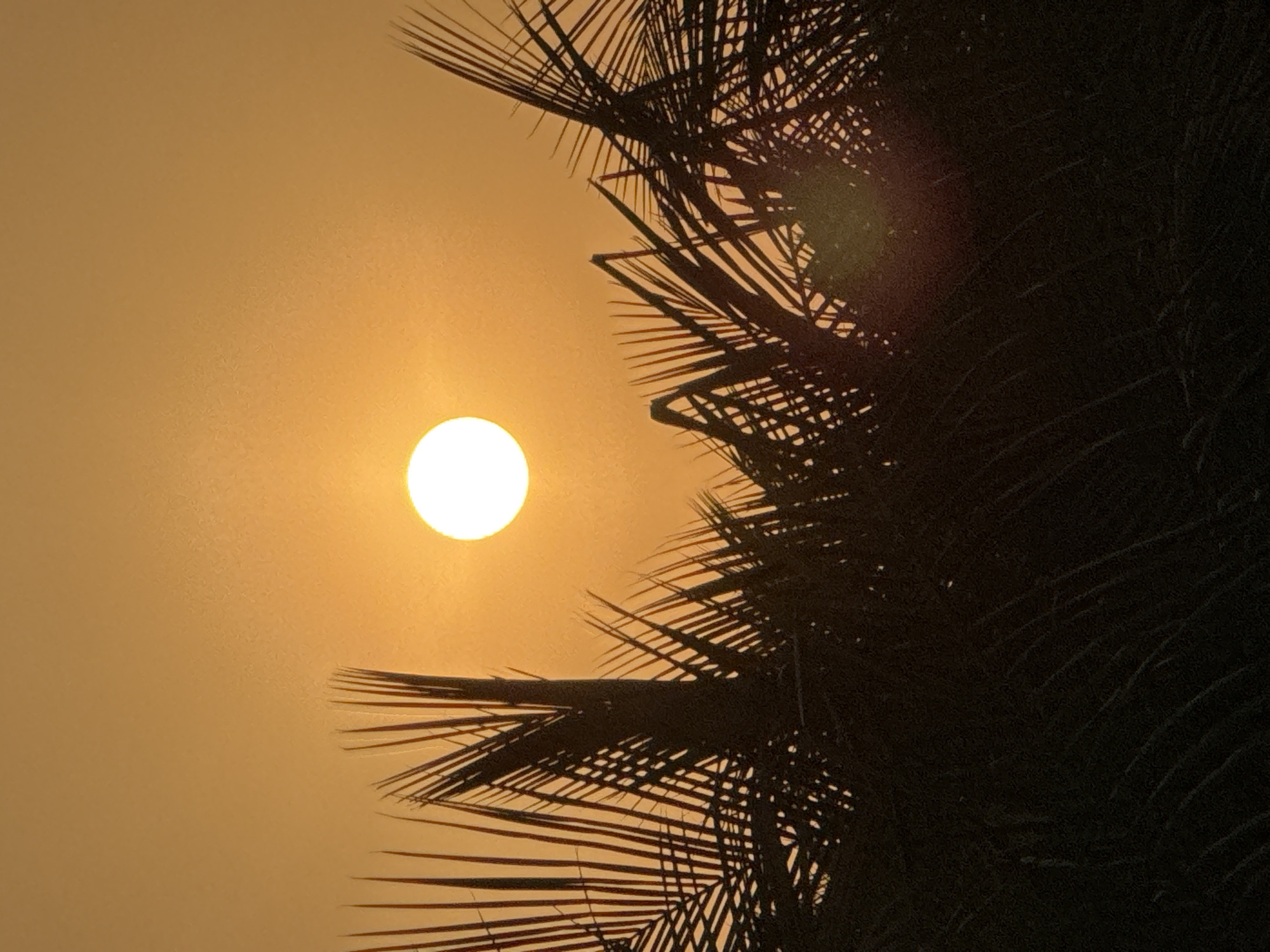 The image depicts a close-up, silhouetted view of palm fronds against a vibrant sunset sky in Dubai, United Arab Emirates. The sun, a bright, diffused orb, is positioned slightly above the center of the frame, casting a warm, orange glow across the scene. The palm leaves, dark and sharp-edged, form a dense canopy in the foreground, with some fronds reaching towards the sky and others curving downwards. The texture of the leaves is visible, with individual strands of the fronds clearly defined against the luminous sky. The overall impression is one of a serene and tropical evening in the city. There are no people or animals visible in the image.