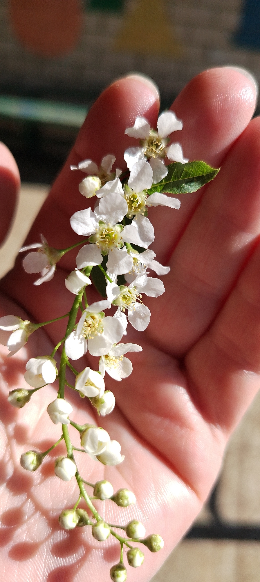 A person's hand holds a sprig of flowers and buds. The flowers are white with yellow centers. The buds are a light green. The hand appears pink and is likely Caucasian. The location is unknown and there is no information to indicate the location is in Chaikovsky, Russia.