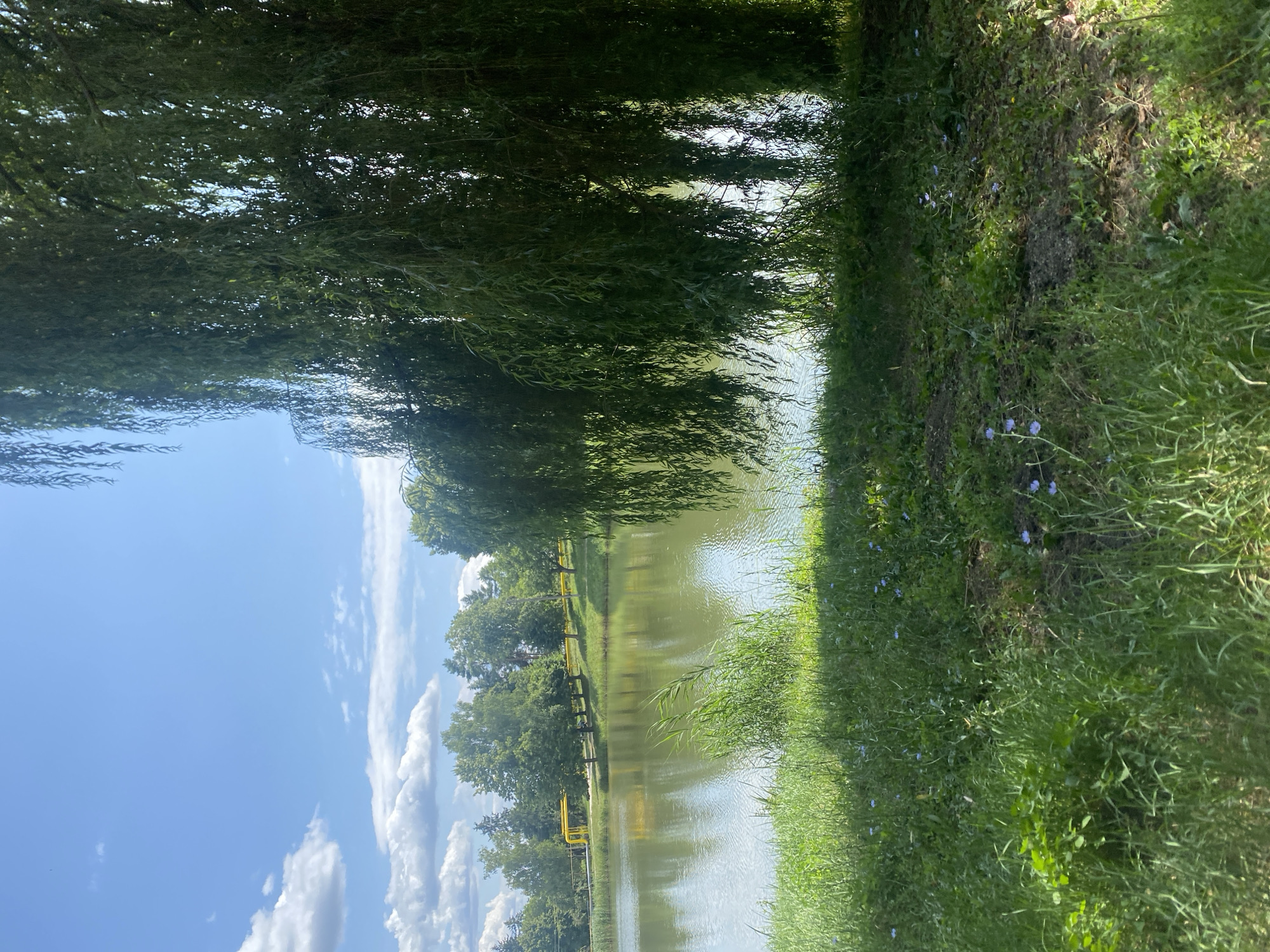 The image depicts a serene natural scene, likely a park or a body of water, with a prominent weeping willow tree in the foreground on the right. The tree's long, drooping branches create a curtain-like effect, obscuring parts of the background. Beyond the willow, a calm body of water reflects the clear blue sky dotted with fluffy white clouds. On the opposite bank of the water, a line of deciduous trees stands tall, interspersed with some evergreens. A bright yellow pipeline runs horizontally behind these trees, suggesting it might be a gas pipeline or some form of infrastructure. The foreground is covered in lush green grass, with a scattering of small blue wildflowers adding touches of color to the landscape. The overall impression is one of tranquility and natural beauty. While the image itself does not explicitly indicate its location in Briceni, Moldova, such a scene could plausibly be found within or near the city, as Briceni is known for its green spaces and proximity to natural landscapes.