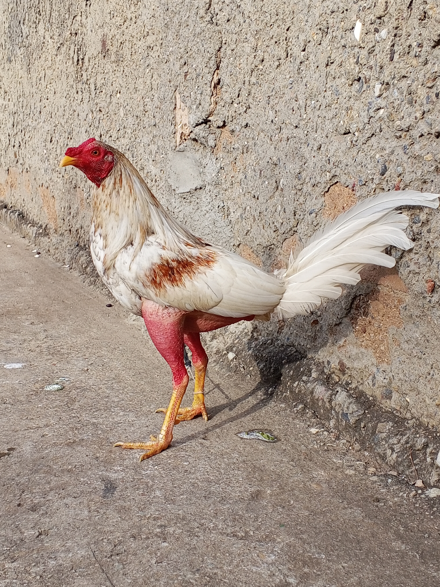 A white and brown rooster stands on a concrete surface against a textured concrete wall. The rooster has a red head and legs with yellow feet. There is debris on the ground near the rooster's feet. The location is Unknown, Unknown.